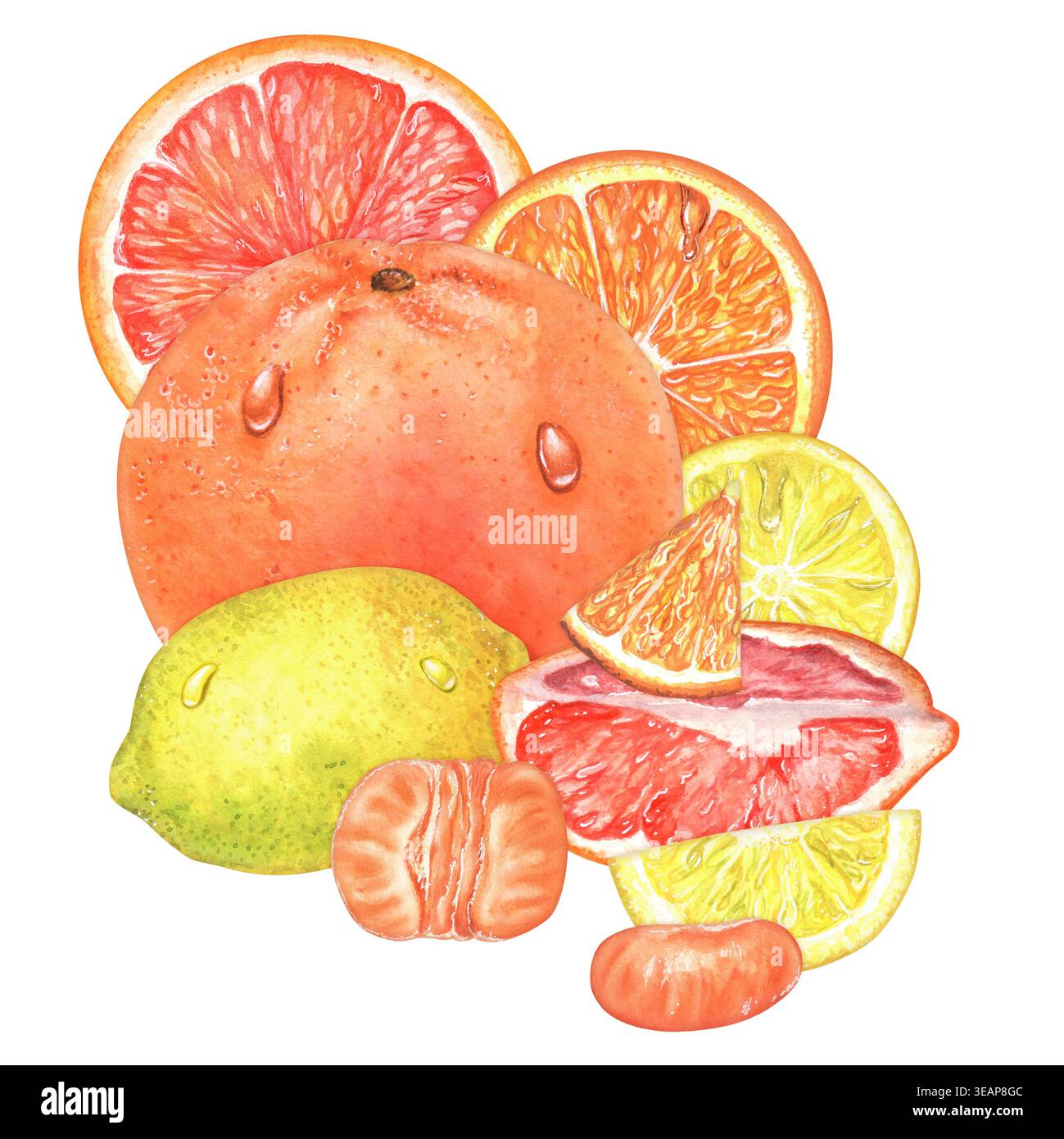 Aquarelle pamplemousse, orange et citron et mandarine avec fruits entiers et tranches juteuses. Peint à la main et isolé. Idéal pour l'emballage et le menu, laboratoire Banque D'Images
