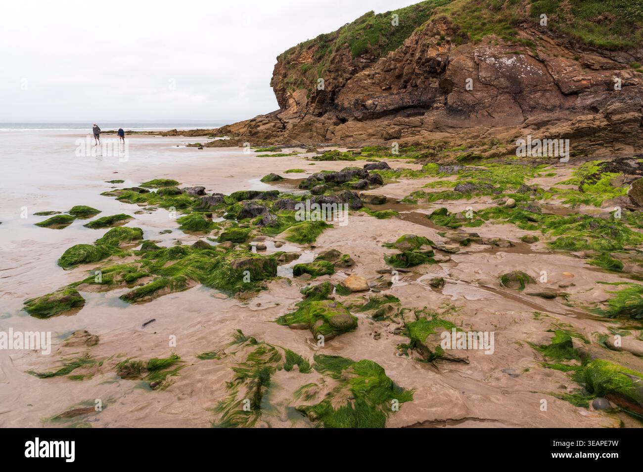 Couple marchant sur une plage de sable parsemée de rochers couverts d'algues à Little Haven, Pembrokeshire, pays de Galles, Royaume-Uni Banque D'Images