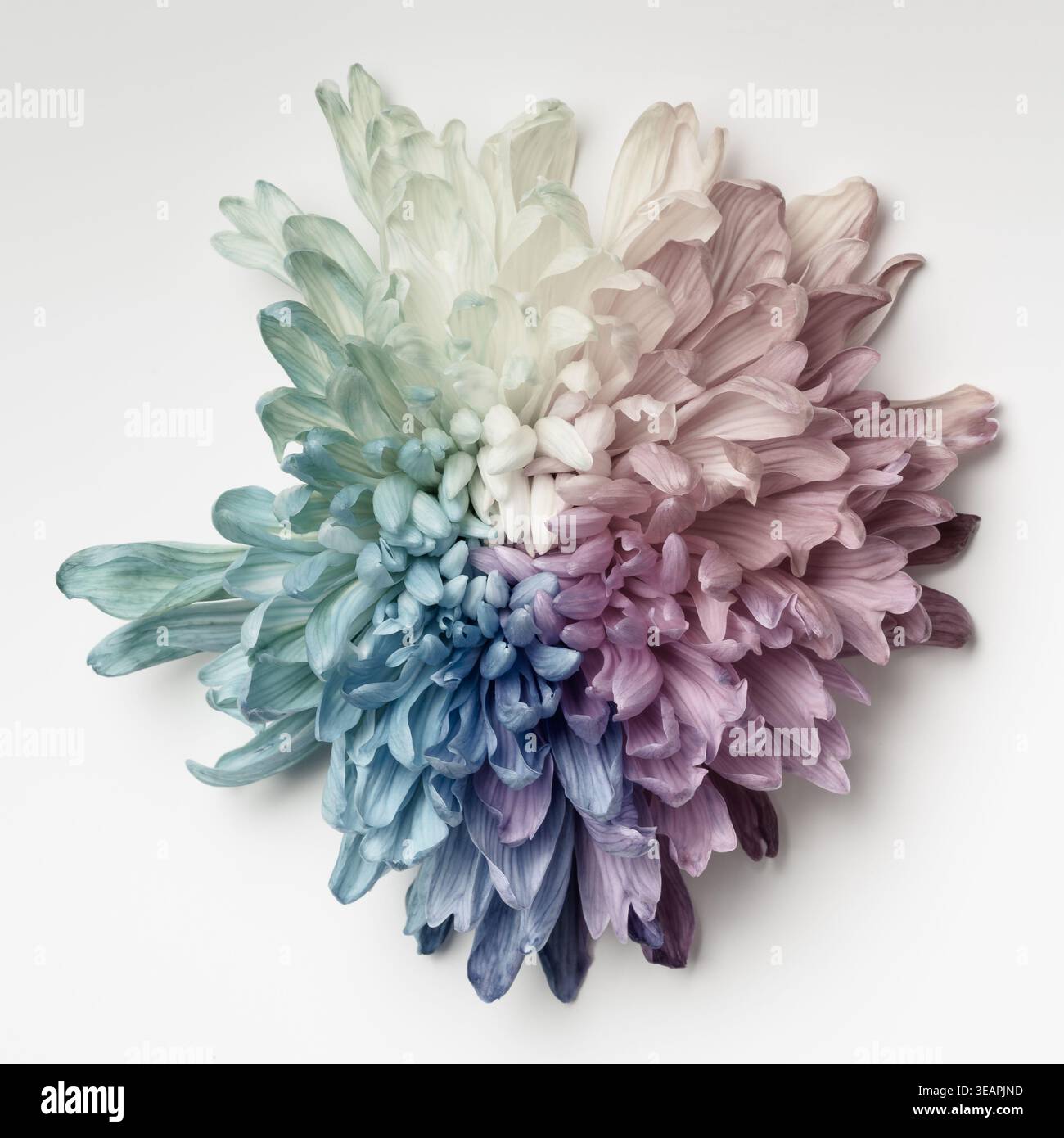 Le chrysanthème est peint dans des couleurs arc-en-ciel, des couleurs pastel. Banque D'Images
