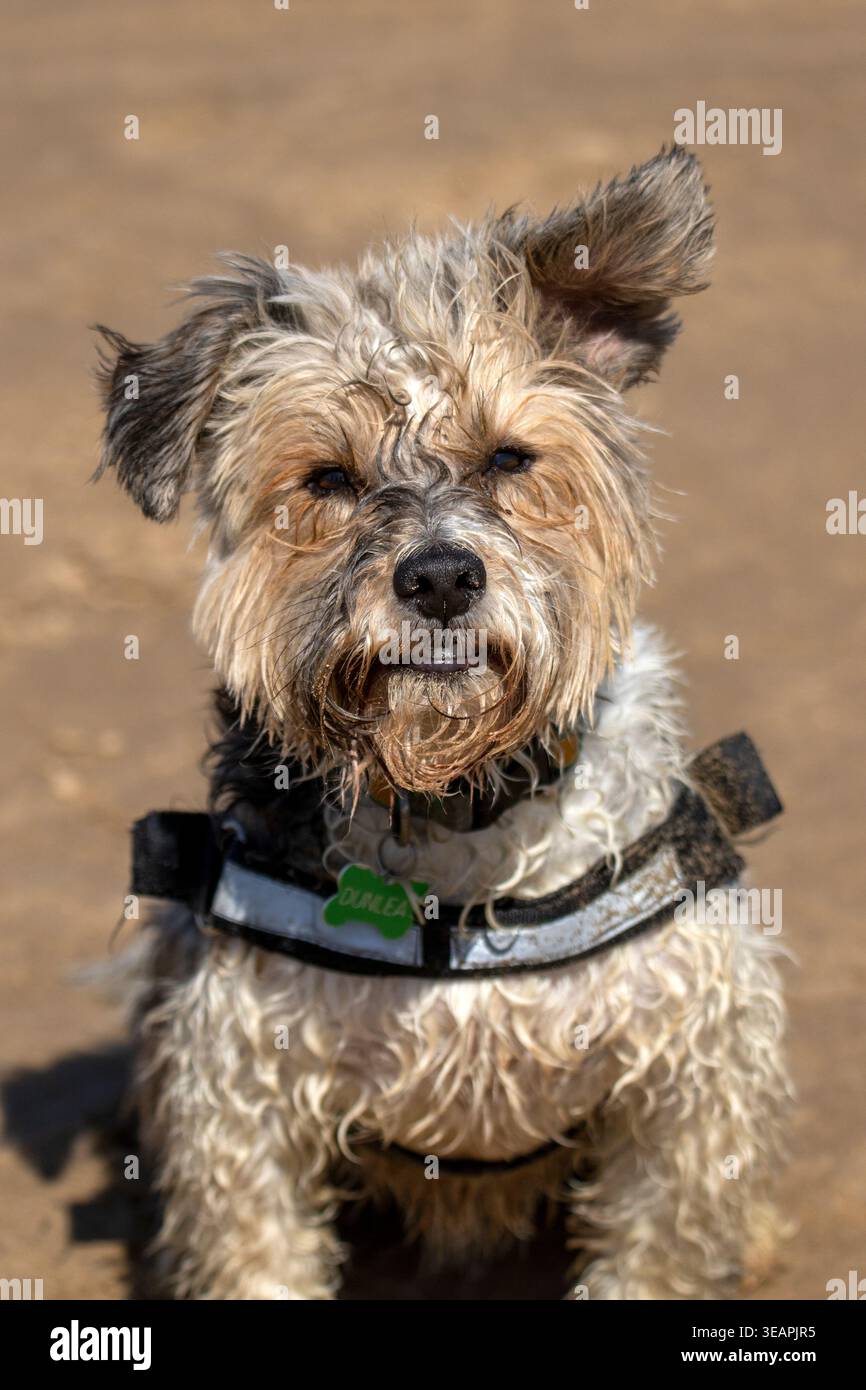 Little Noddy aime jouer à aller chercher tout en poursuivant son ballon autour de la plage d'Ainsdale, Banque D'Images