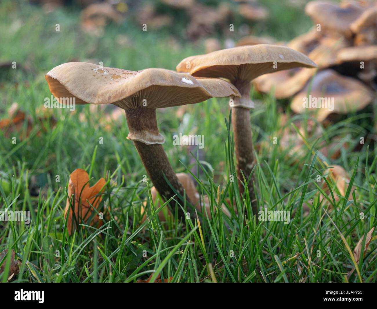 Champignon du miel champignons Armillaria ostoyae Banque D'Images