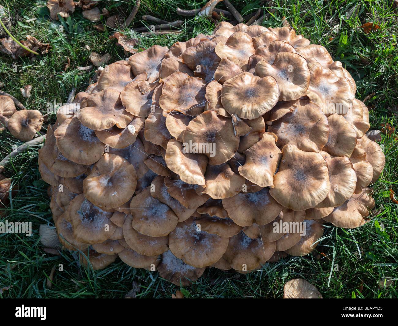 Champignon du miel champignons Armillaria ostoyae Banque D'Images