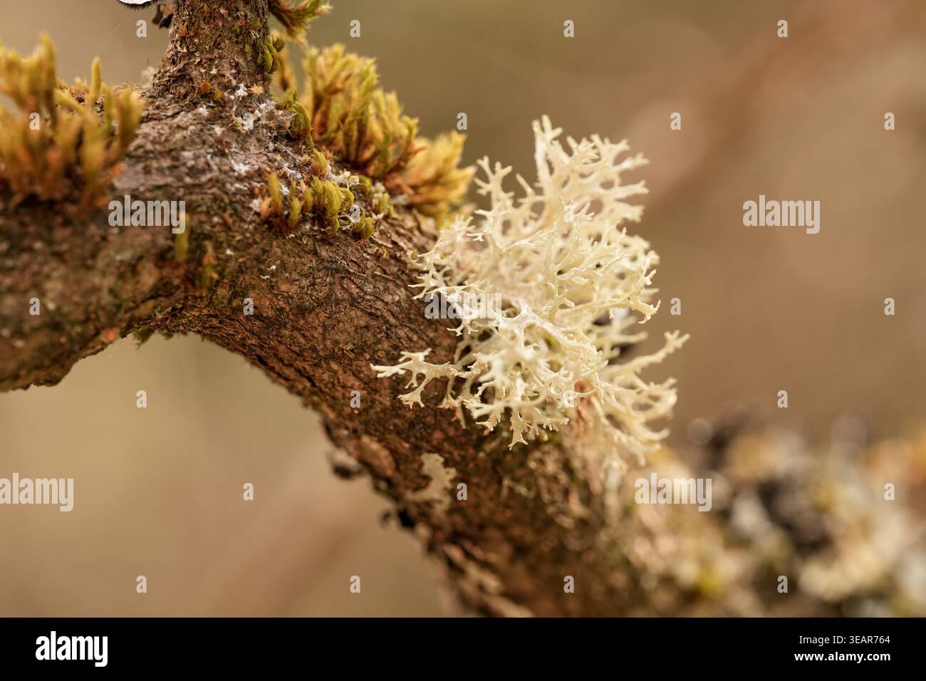 Vue macro de lichen fruticose blanc et jaune attaché à une branche d'arbre sombre. Texture naturelle détaillée avec fond doux. Banque D'Images