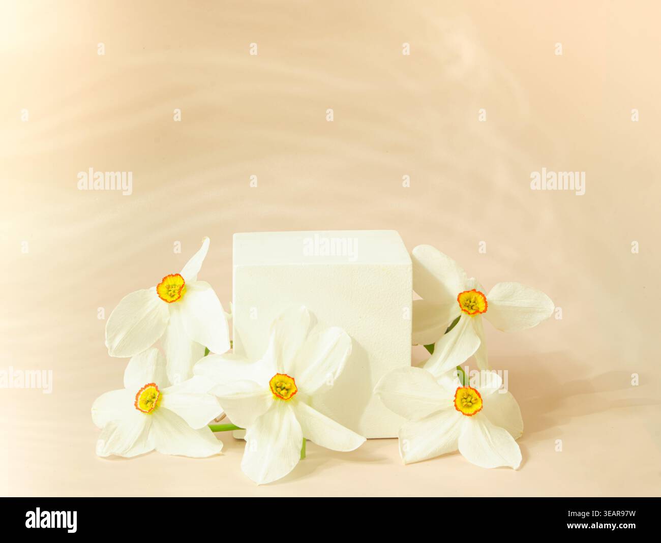 Podium cosmétique minimal avec jonquilles sur fond ensoleillé chaud, ombres douces, affichage de produit propre, espace de copie, composition horizontale. Banque D'Images