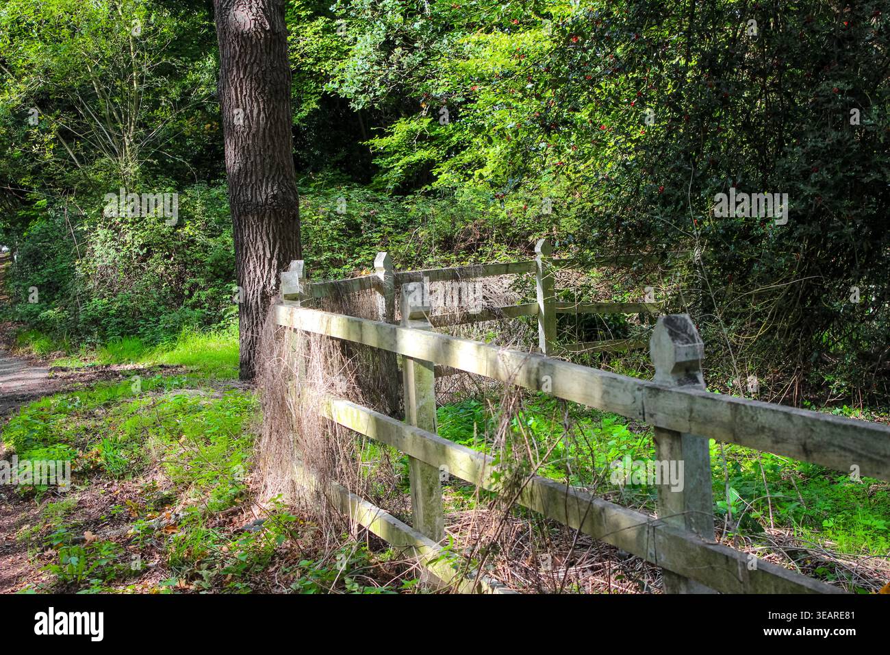 Une clôture en bois rustique recouverte de vignes séchées se dresse au bord d'une forêt verdoyante avec un tronc d'arbre proéminent sur le côté gauche. Banque D'Images