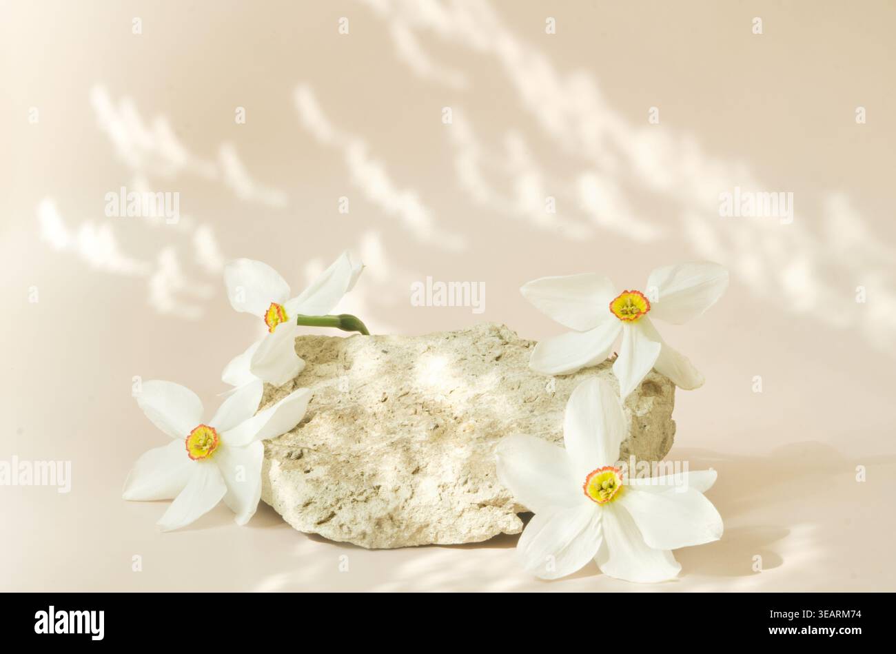 Podium cosmétique en pierre avec jonquilles sur fond beige chaud, lumière du soleil douce, texture naturelle, affichage de produit propre, espace de copie. Banque D'Images