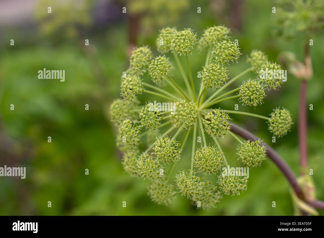 Umbel of Angelica archangelica, également connu sous le nom d'angelica, jardin angelica, céleri sauvage et angélique norvégienne, montré en gros plan avec délicat cluster Banque D'Images
