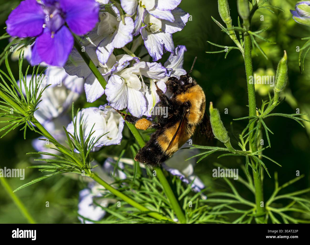 Une grosse abeille (Bombus Nevadensis) avec un panier de pollen sur sa jambe pollinisant les fleurs de Larkspur dans le jardin. Banque D'Images