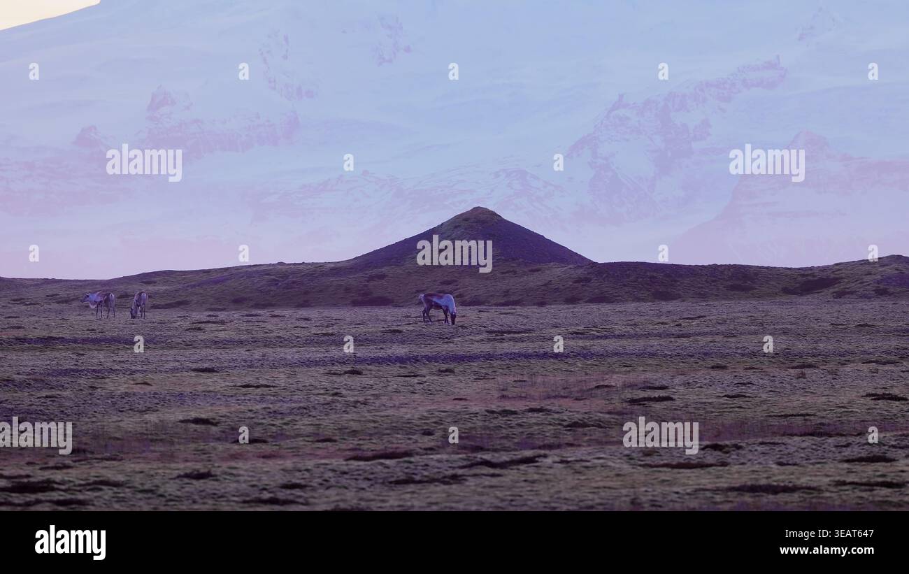 Animaux marchant autour des champs arctiques avec ciel rose et montagnes enneigées sur les paysages scandinaves. Beaux orignaux sur le bord de la route en islande, paysage de faune nordique. Prise de vue à main levée. Banque D'Images