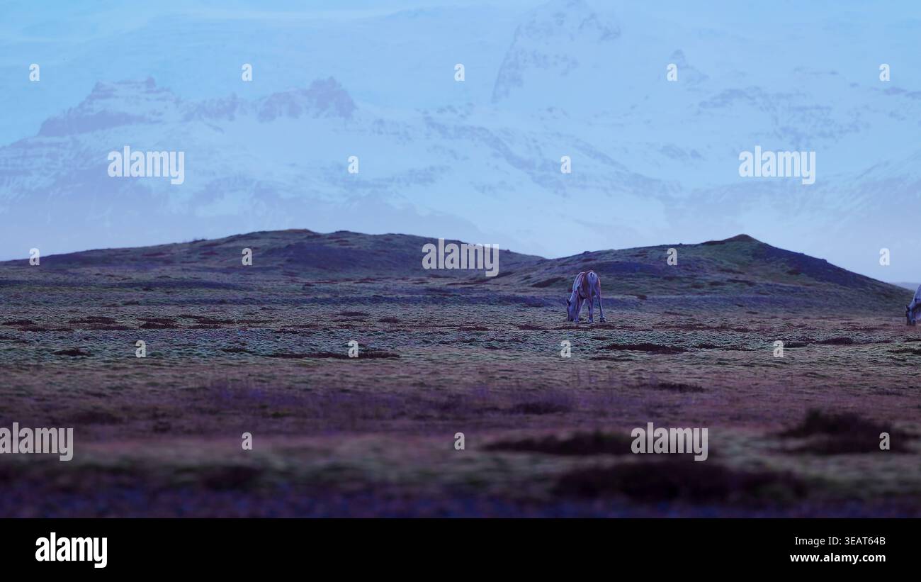 Belles orignaux marchant sur les champs en islande, paysage nordique de campagne avec des montagnes enneigées. Faune arctique dans le paysage panoramique scandinave, animaux islandais dans la nature. Prise de vue à main levée. Banque D'Images