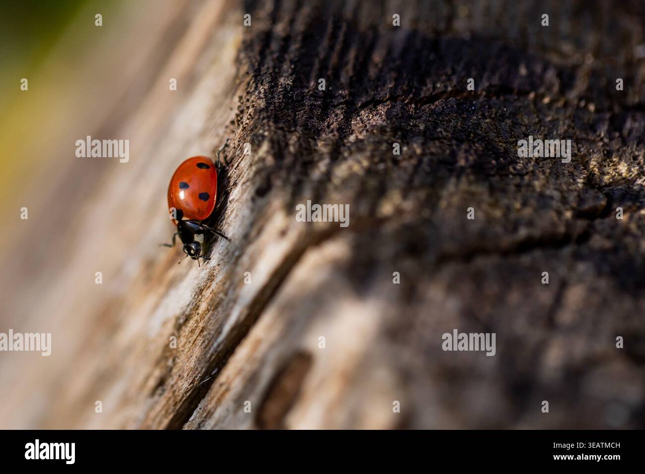 Une coccinelle rampant le long d'une souche d'arbre dans une forêt boisée dans le Northamptonshire Royaume-Uni lors d'une belle soirée d'été. Banque D'Images