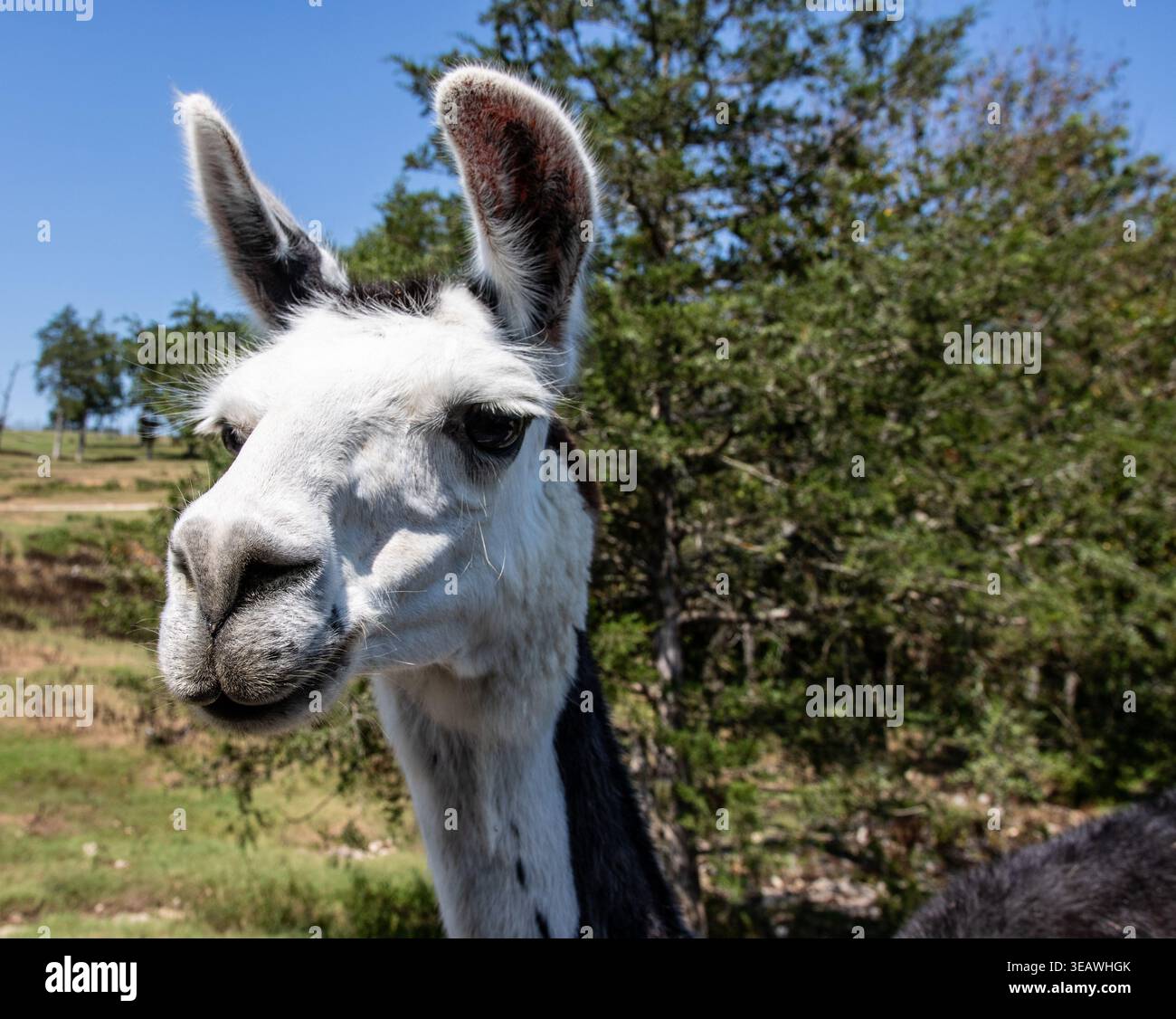 Lama au parc safari d'Eureka Springs. Banque D'Images