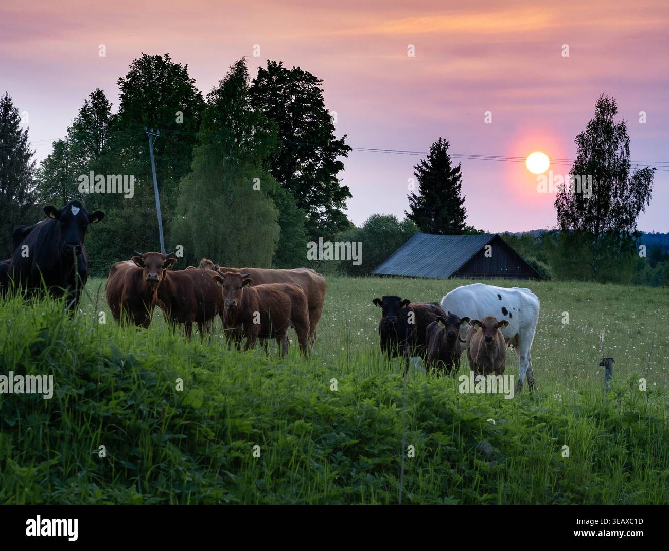 Vaches et veaux pâturant dans un pâturage au coucher du soleil dans la Lettonie rurale Banque D'Images