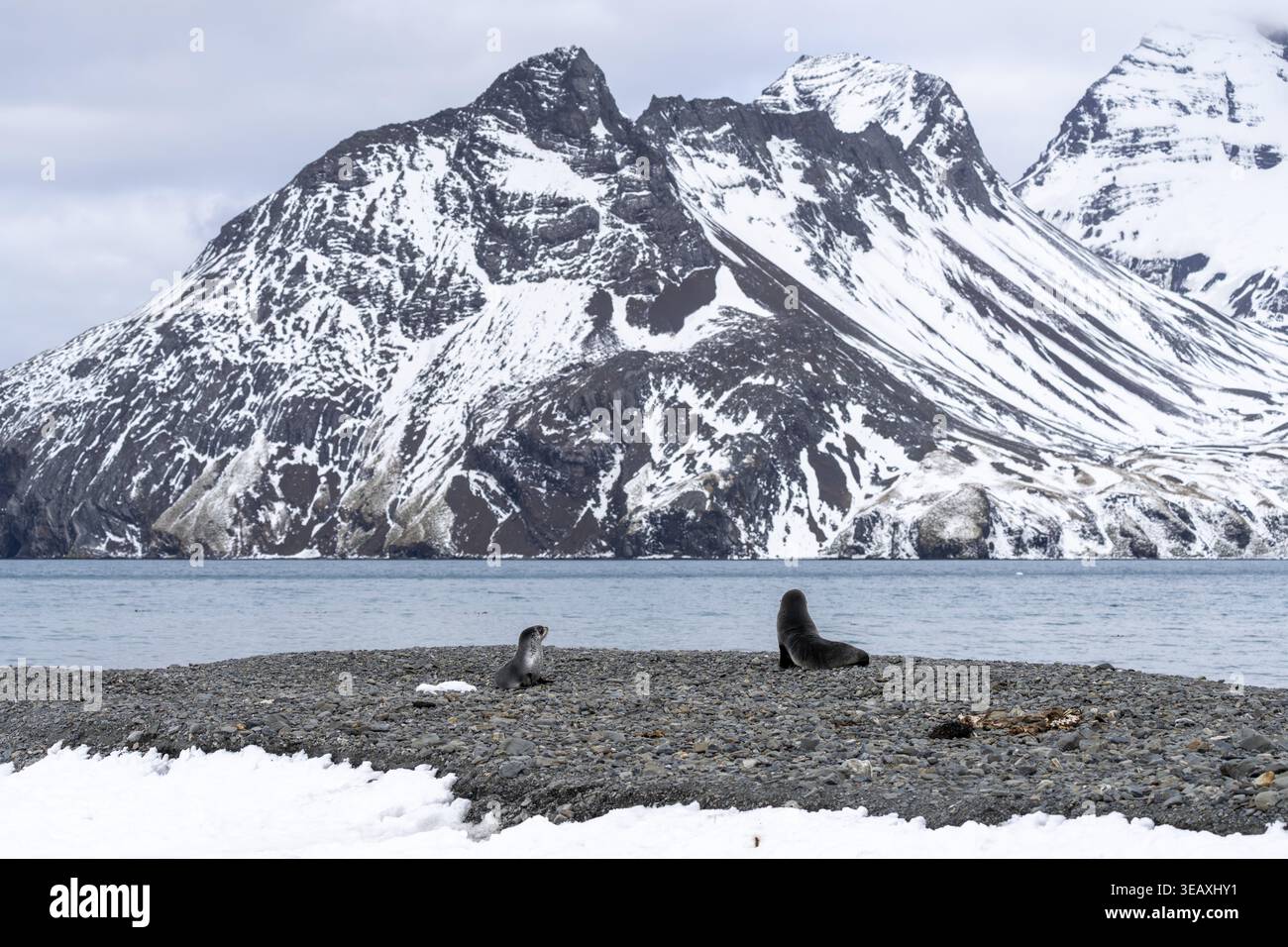 Otaries à fourrure de l'Antarctique (Arctocephalus gazella), deux animaux sur une plage de gravier devant une montagne enneigée en toile de fond et une baie, Fortuna Bay, Géorgie du Sud Banque D'Images