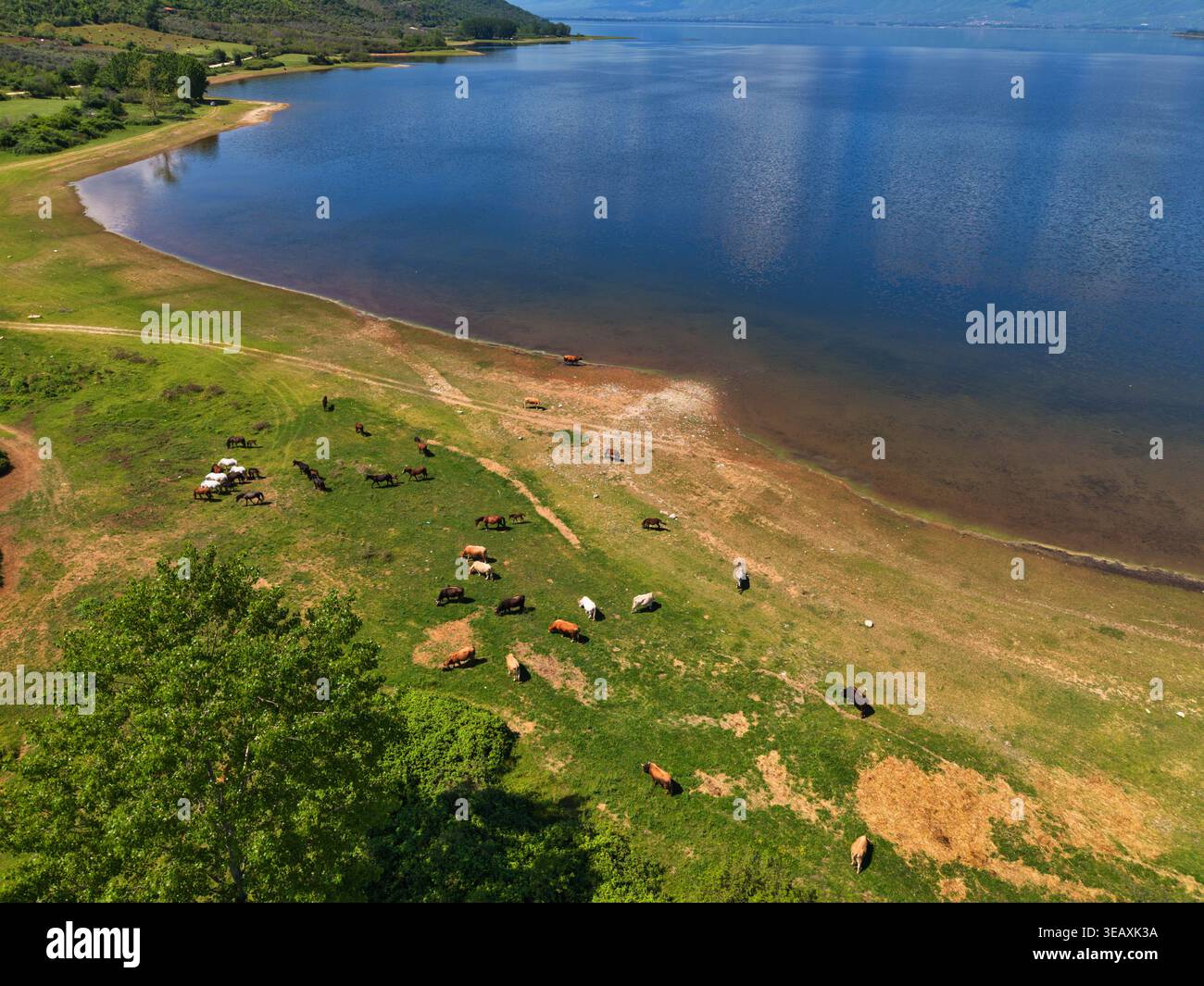Vue aérienne du lac Kerkini avec un troupeau de vaches et de chevaux qui paissent sur la côte verte sous un ciel bleu clair Serres, Grèce. Banque D'Images