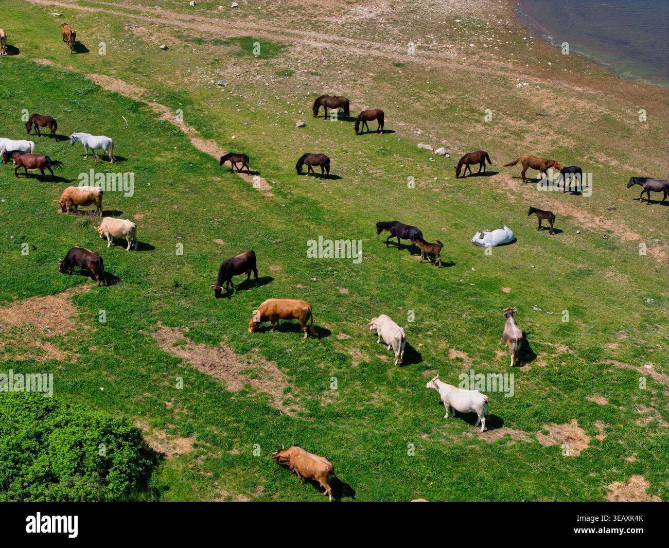 Vue aérienne de chevaux et de vaches qui paissent sur de l'herbe verte luxuriante près de la rive du lac Kerkini à Serres, Grèce. Banque D'Images