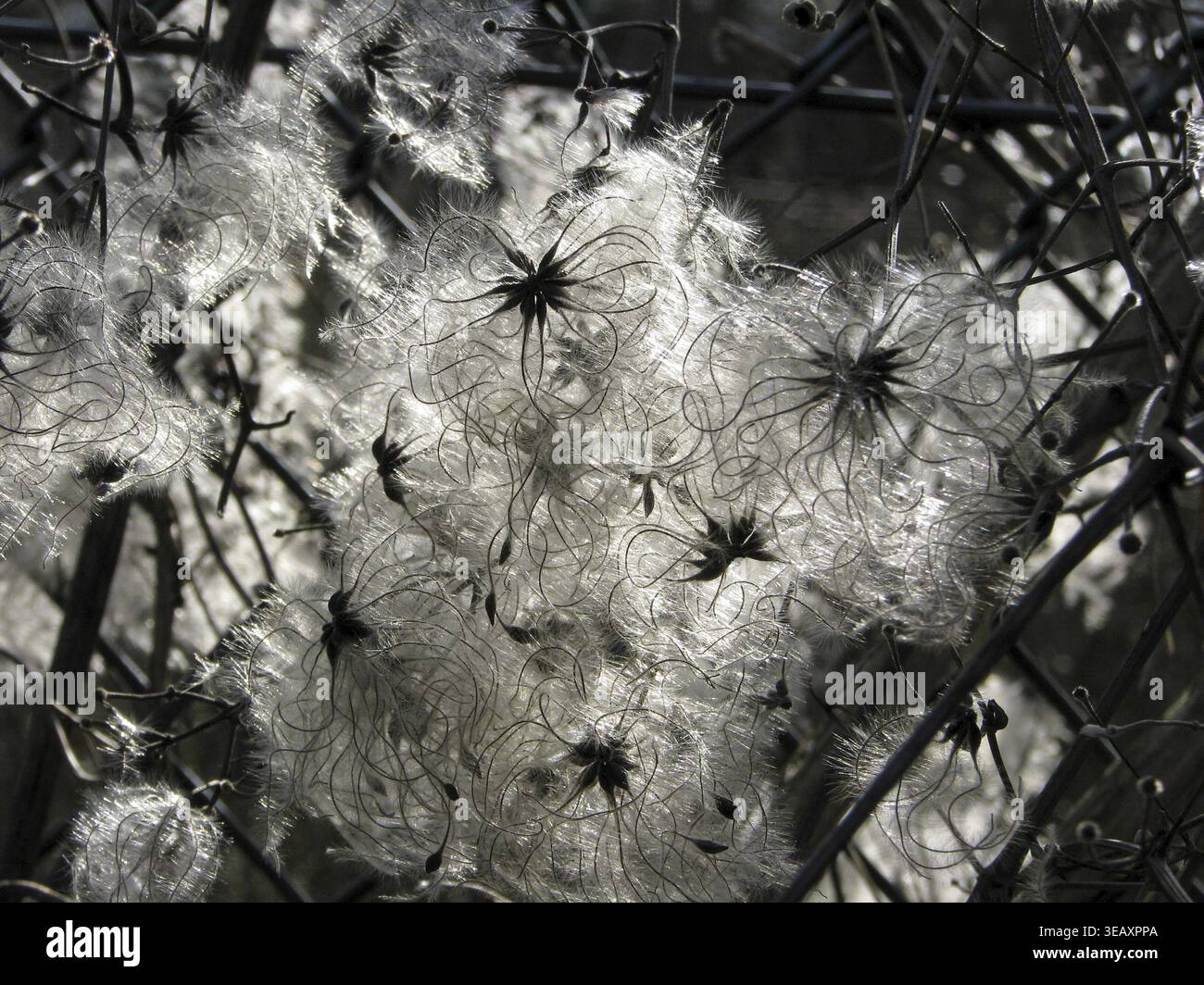 Clematis vitalba, clématites (grappes de fruits) Banque D'Images