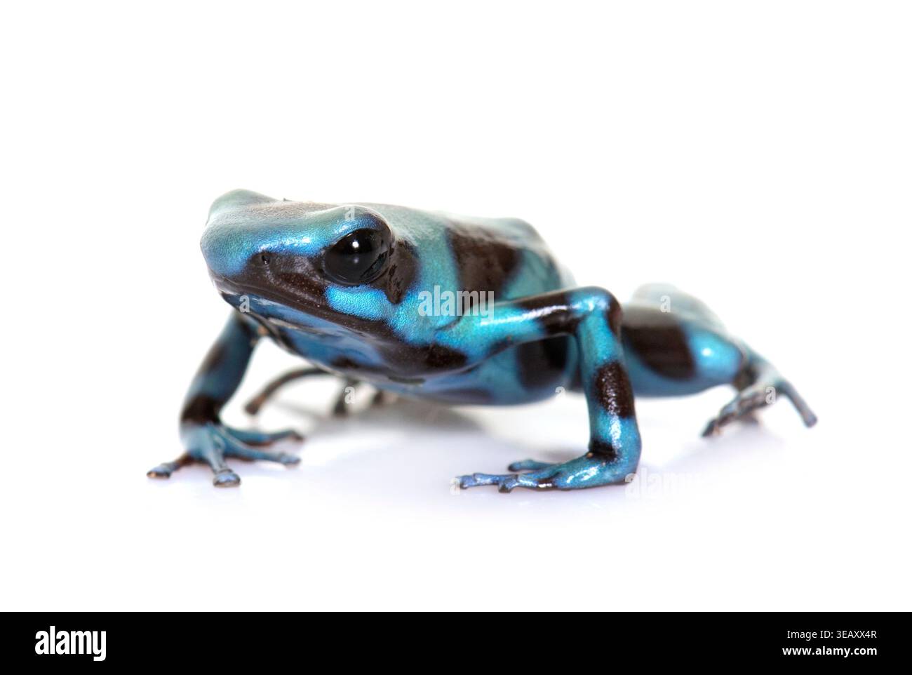 Dendrobates auratus celeste devant fond blanc Banque D'Images