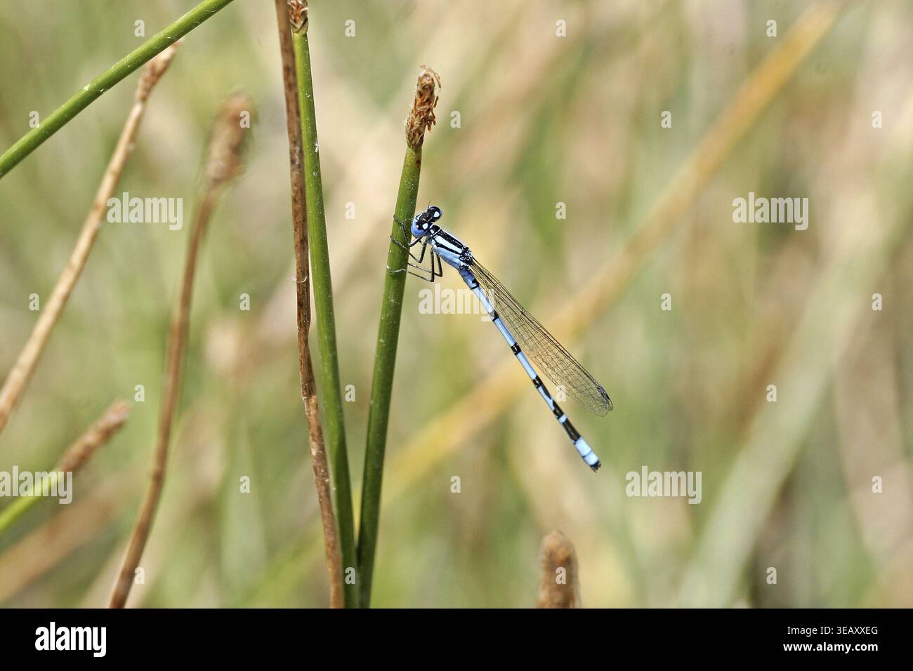 Ennalagma cyathigerum, mug Azur bonne Banque D'Images