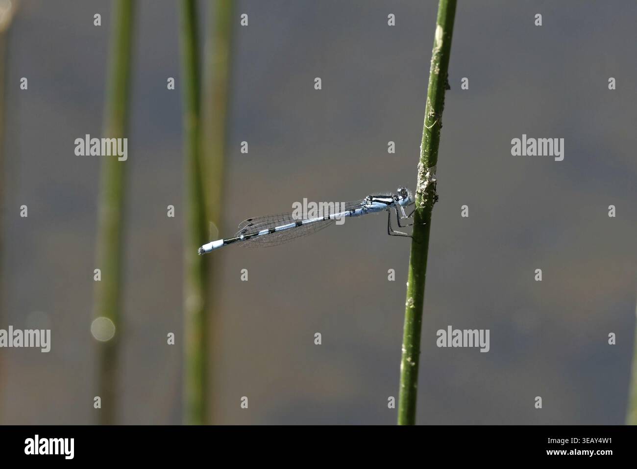 Enallagma cyathigerum, mug Azur femme de ménage Banque D'Images