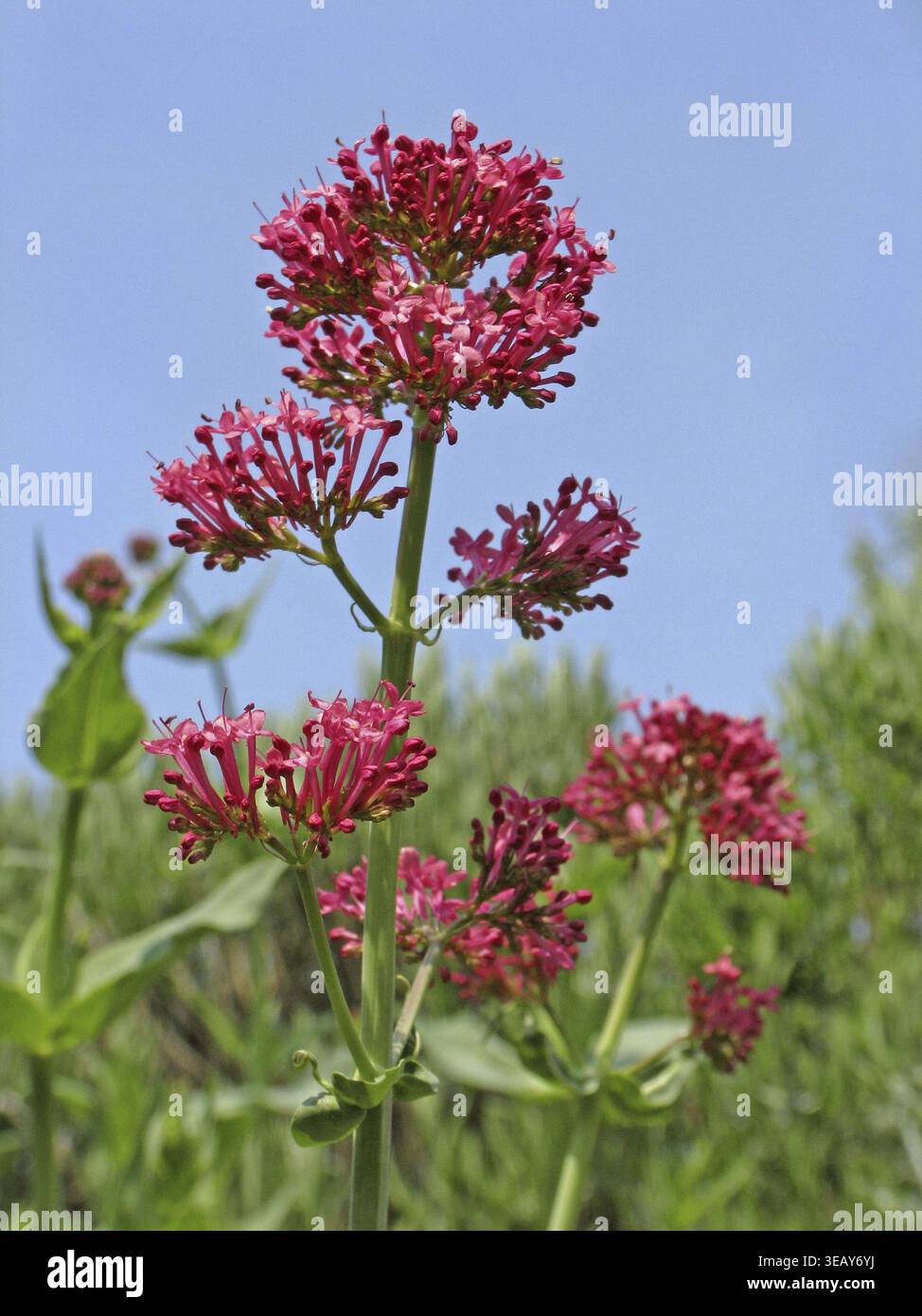 Centranthus ruber, fleur d'éperon rouge Banque D'Images