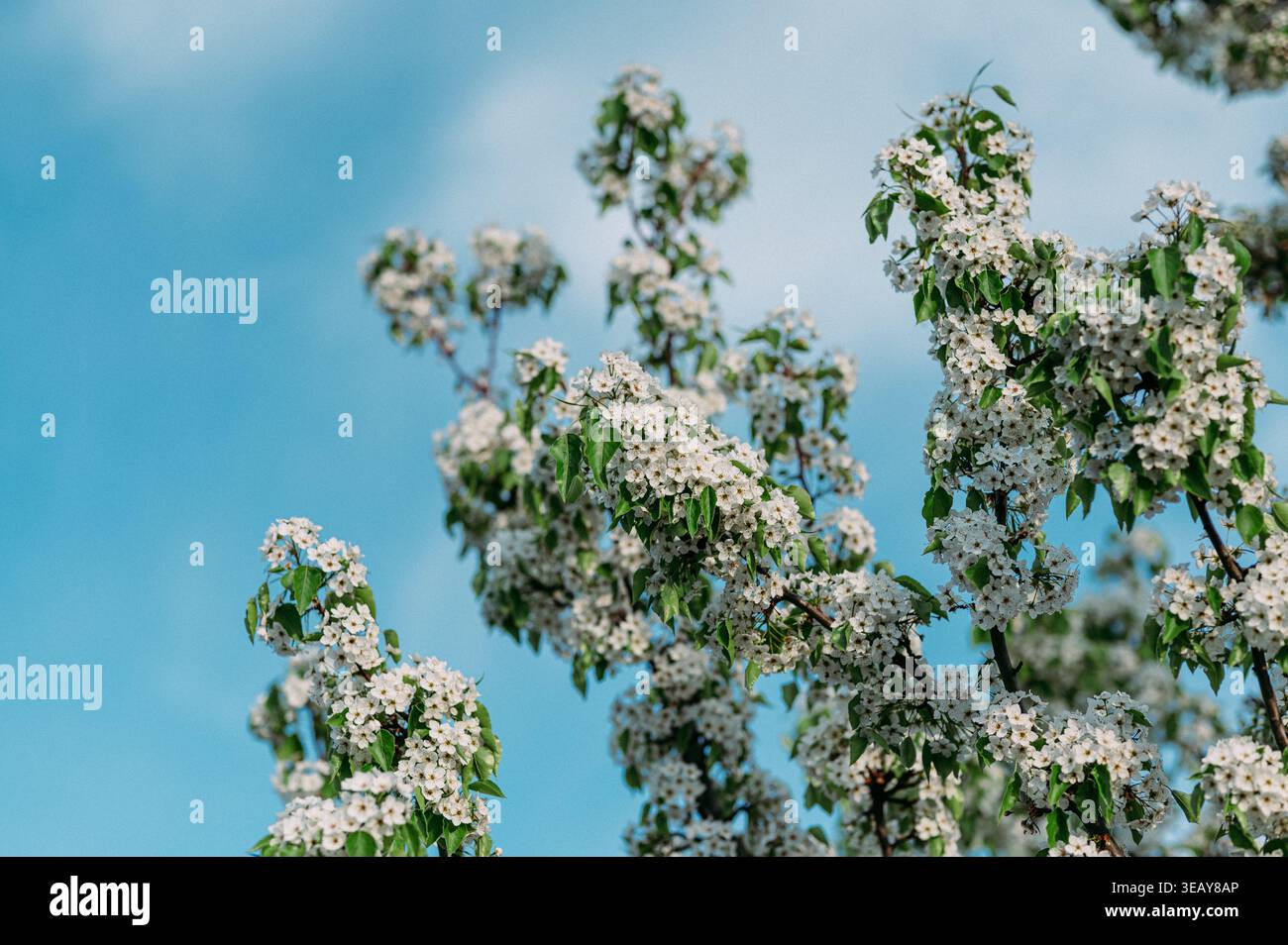 Floraison d'arbre avec des fleurs blanches 1 Banque D'Images
