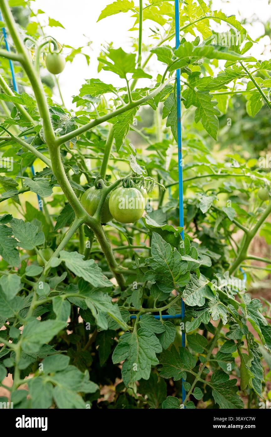 Tomates vertes non mûres poussant sur la vigne avec support de jardin Banque D'Images