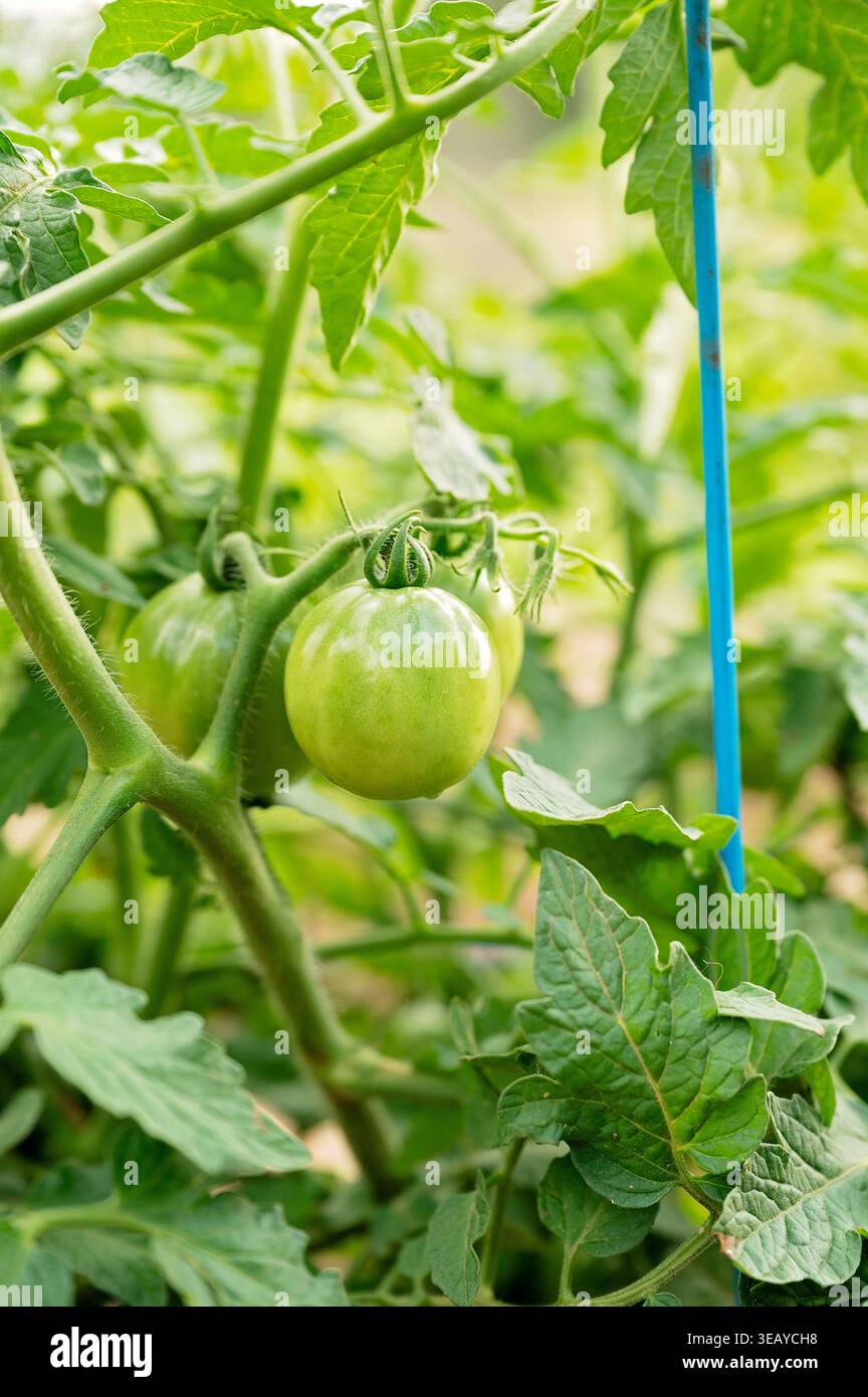 Tomates vertes non mûres poussant sur la vigne dans le treillis du jardin à la maison Banque D'Images