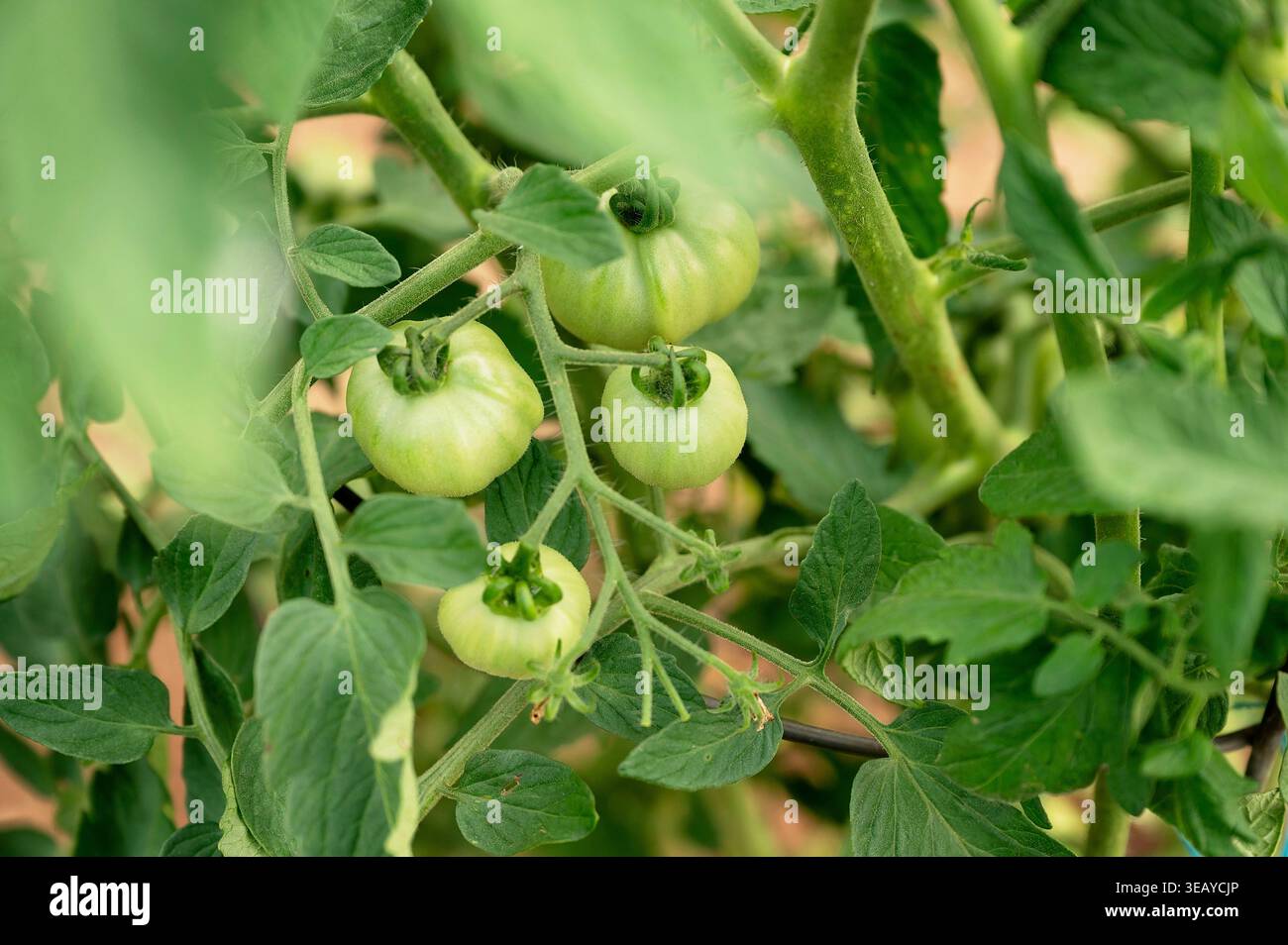 Grappe de petites tomates non mûres poussant sur la vigne Banque D'Images