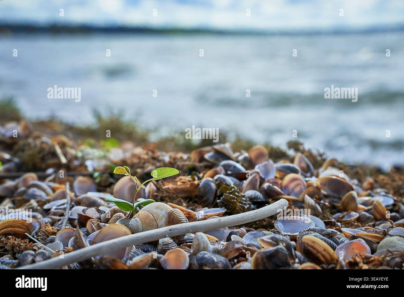 Jeune plante poussant parmi les coquillages sur la rive du lac de Garde, en Italie, symbolisant la résilience, le renouvellement et la conservation de la nature Banque D'Images