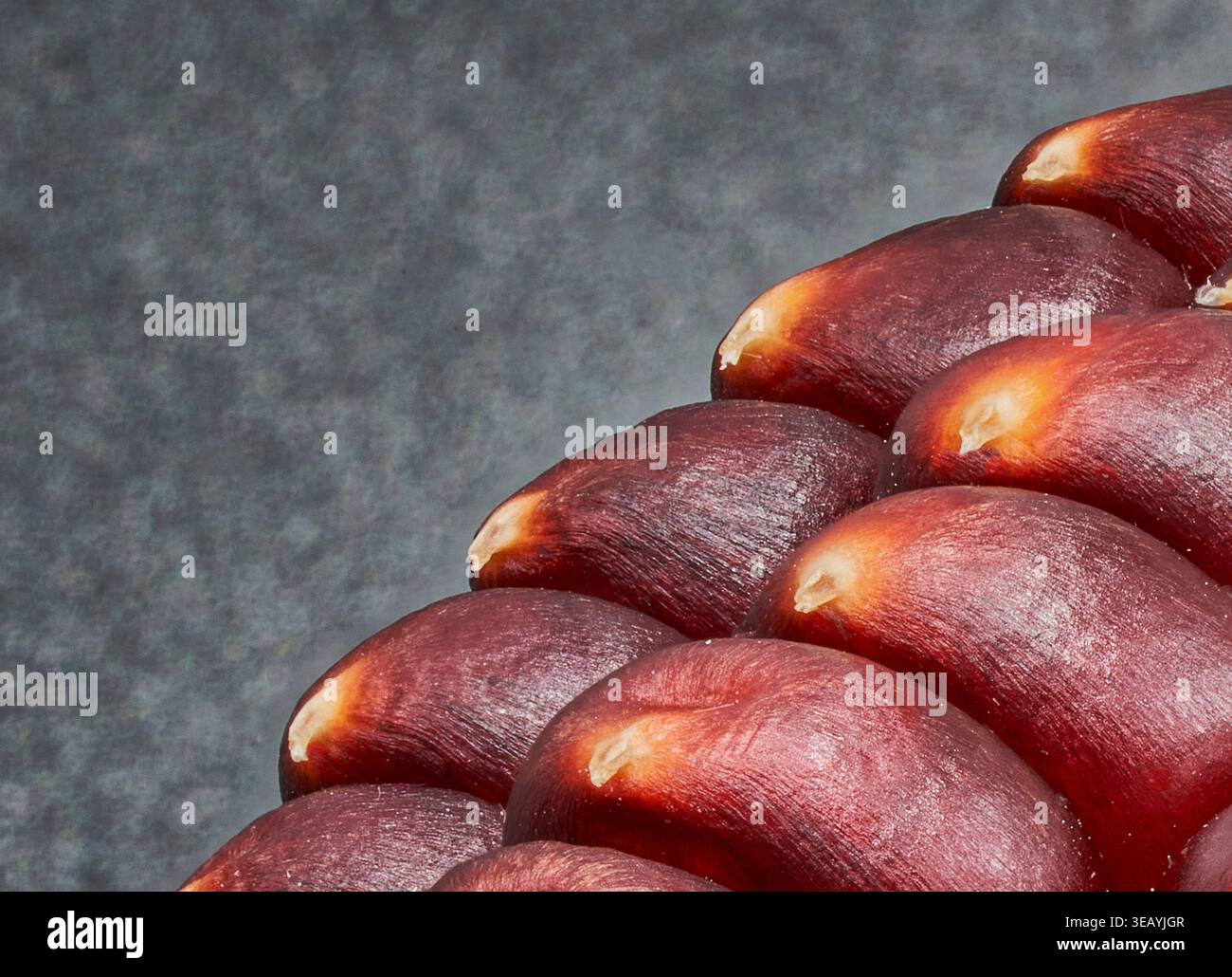 Gros plan des grains de maïs rouges à la texture brillante, fond agricole mettant en évidence les aliments biologiques et la production végétale traditionnelle. Banque D'Images