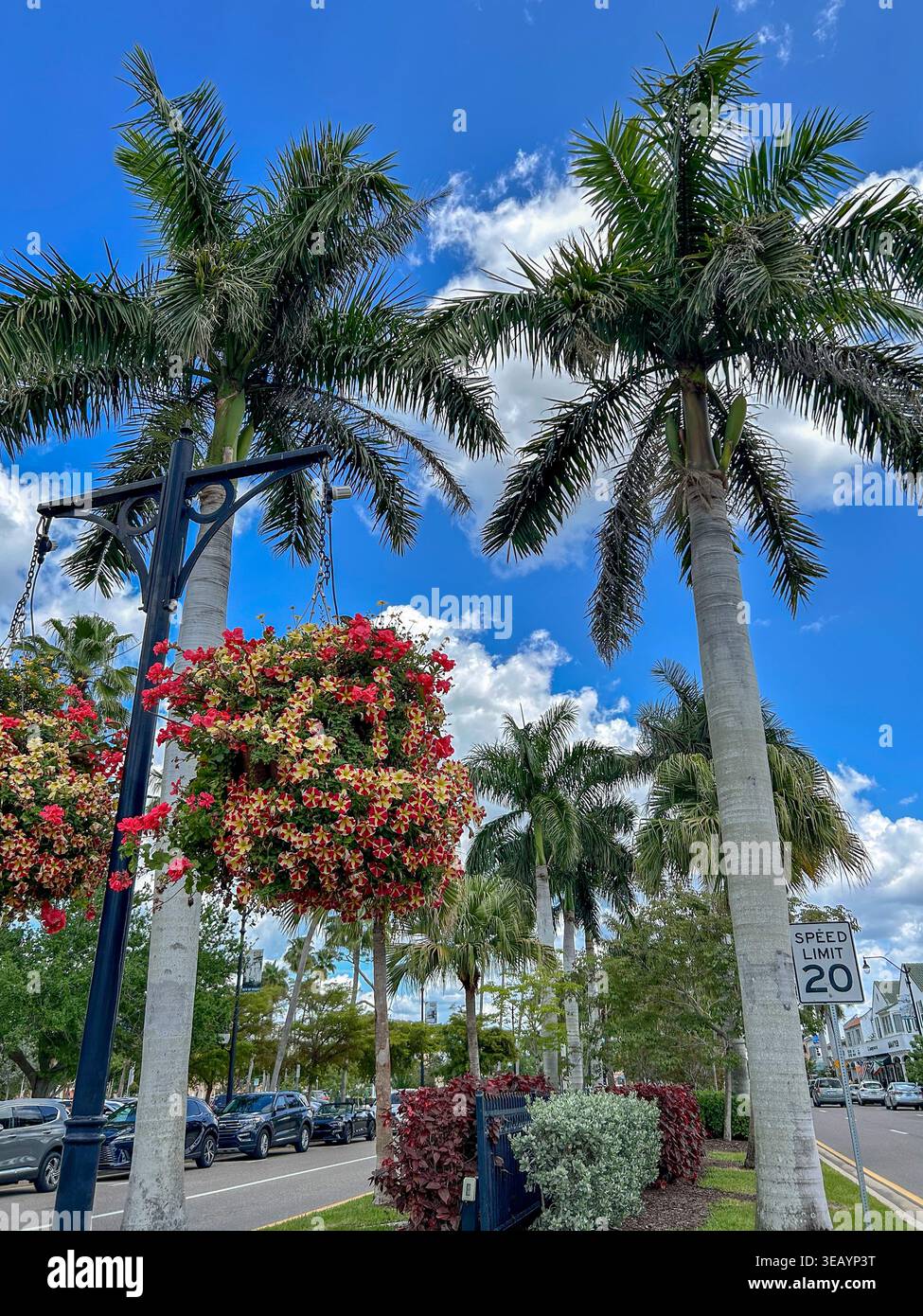 Venise, Floride, États-Unis, vue panoramique, Centre-ville, rue principale, palmiers, parc public, chaleur de la ville Banque D'Images