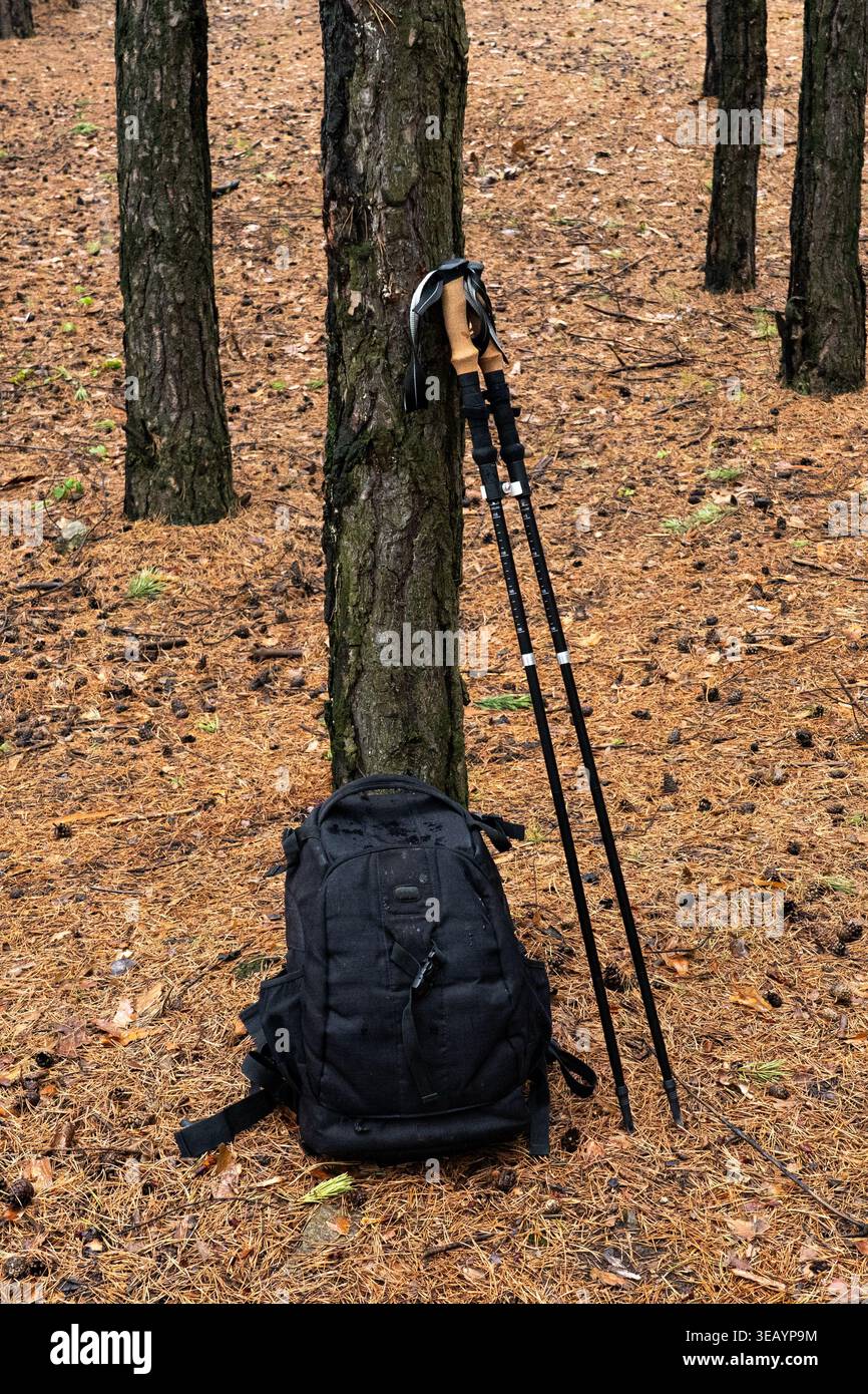 Sac à dos et bâtons de randonnée nichés contre un arbre, entourés d'aiguilles de pin sur un plancher forestier, parfait pour les aventures en plein air et les expériences de randonnée Banque D'Images