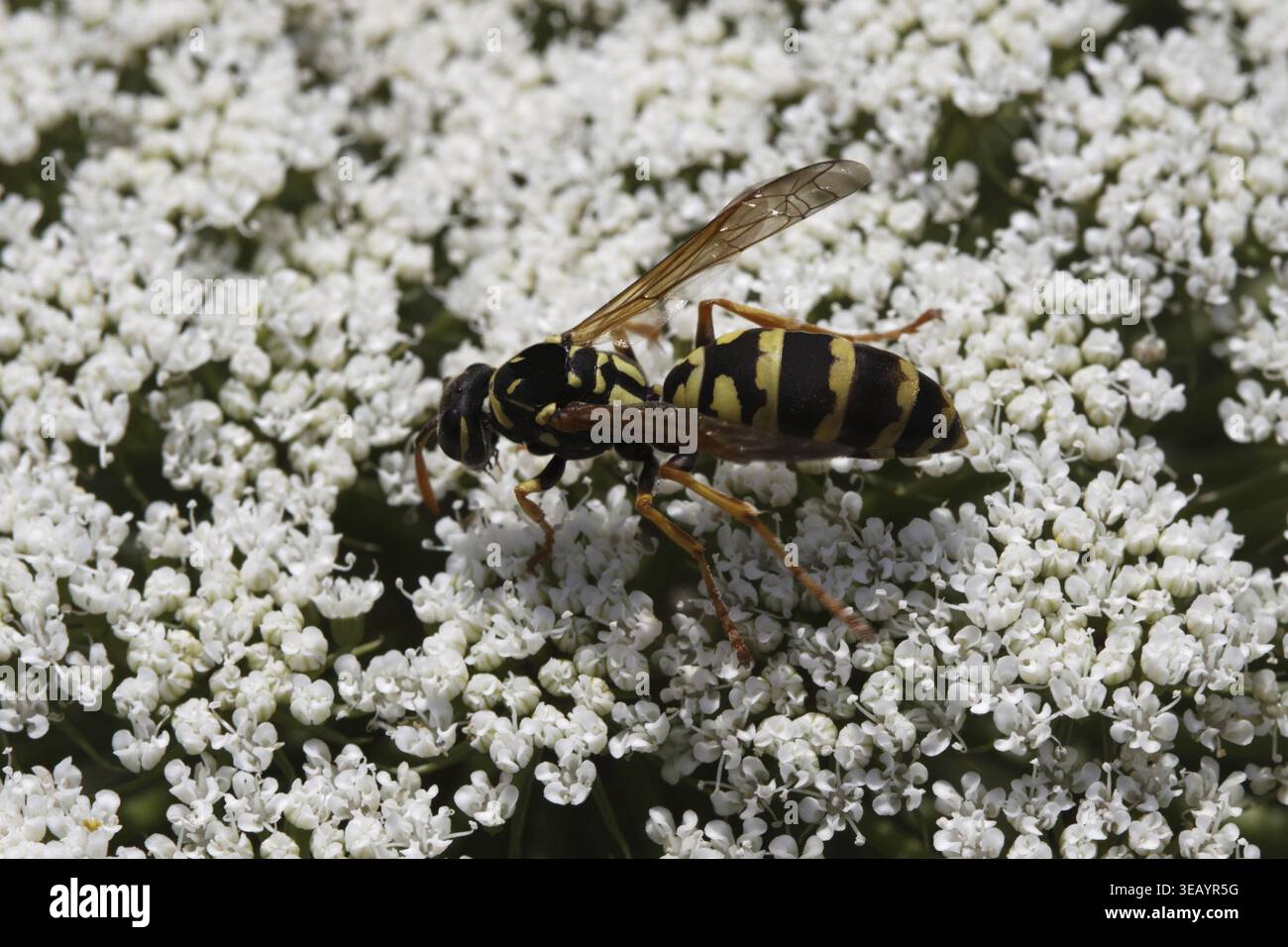 European Paper Wasp, French Field Wasp, House Field Wasp (polistes dominula, polistes dominulus) - guêpe à papier européenne Banque D'Images