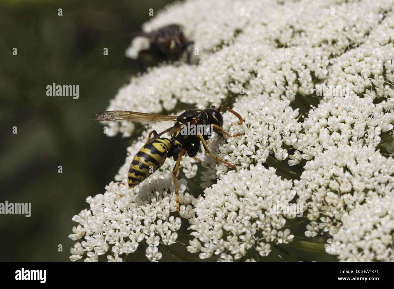 Guêpe à papier européenne, guêpe à papier française, guêpe à papier domestique (polistes dominula, polistes dominulus) - polistes dominula, guêpe à papier européenne Banque D'Images