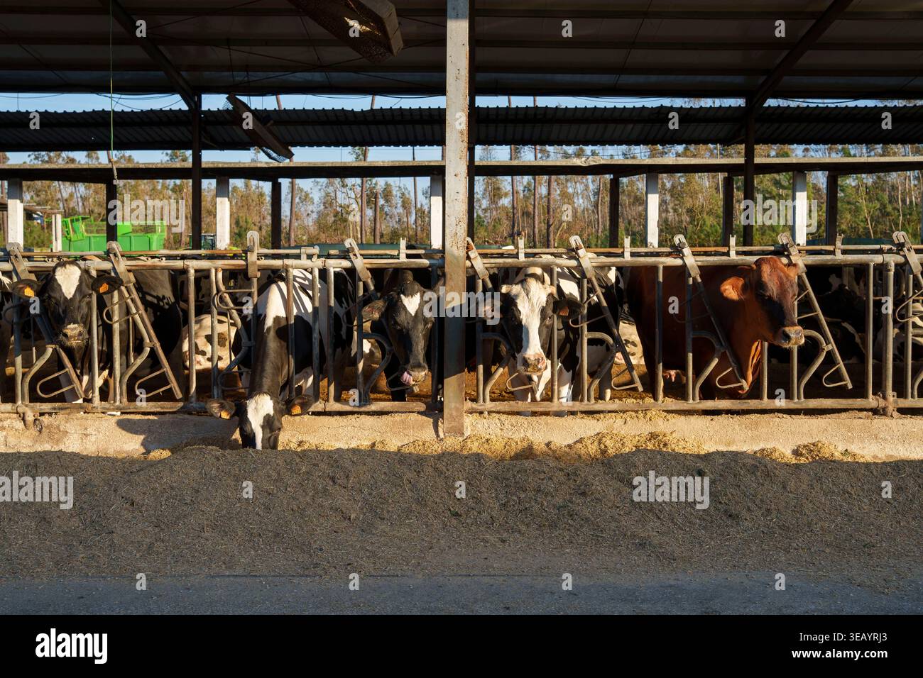 Vaches mangeant du fourrage derrière des clôtures métalliques dans une grande grange en plein air sur une ferme laitière Banque D'Images