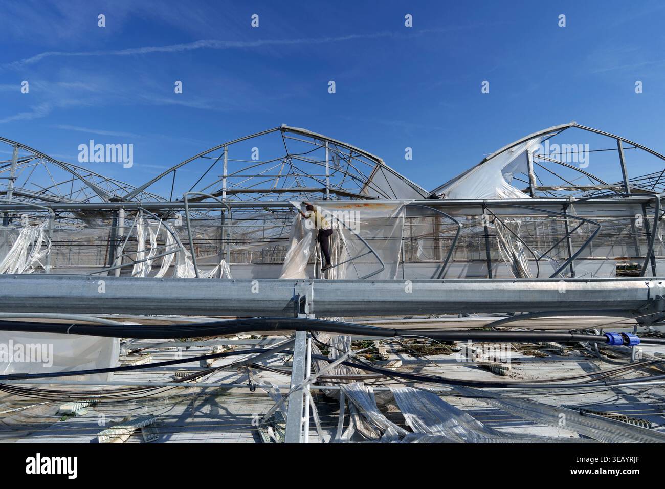 Structure de serre industrielle fortement endommagée par une violente tempête de vent avec des feuilles de plastique déchirées et des cadres métalliques exposés contre un ciel bleu clair Banque D'Images