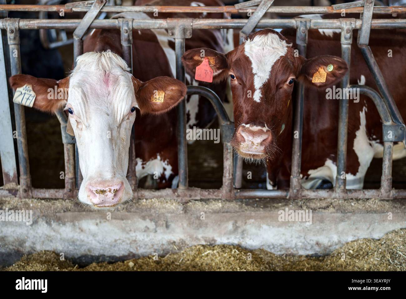 Deux vaches laitières brunes et blanches avec des marques auriculaires regardant à travers une porte métallique dans une ferme laitière industrielle Banque D'Images