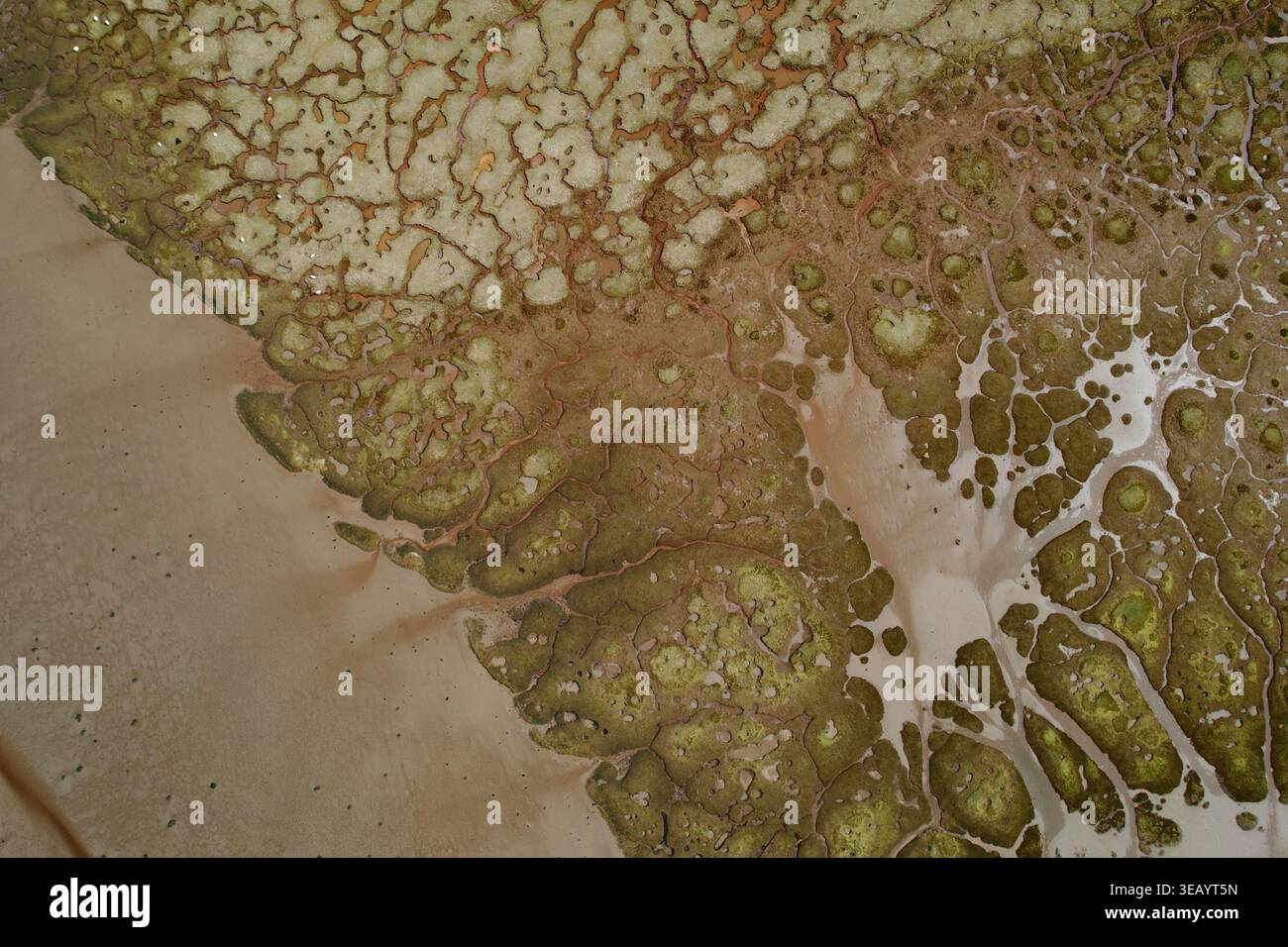 Vue aérienne d'un paysage abstrait révélant une tapisserie de tons terreux, où les verts marbrés rencontrent les bruns sablonneux dans une danse texturée de l'arti de la nature Banque D'Images