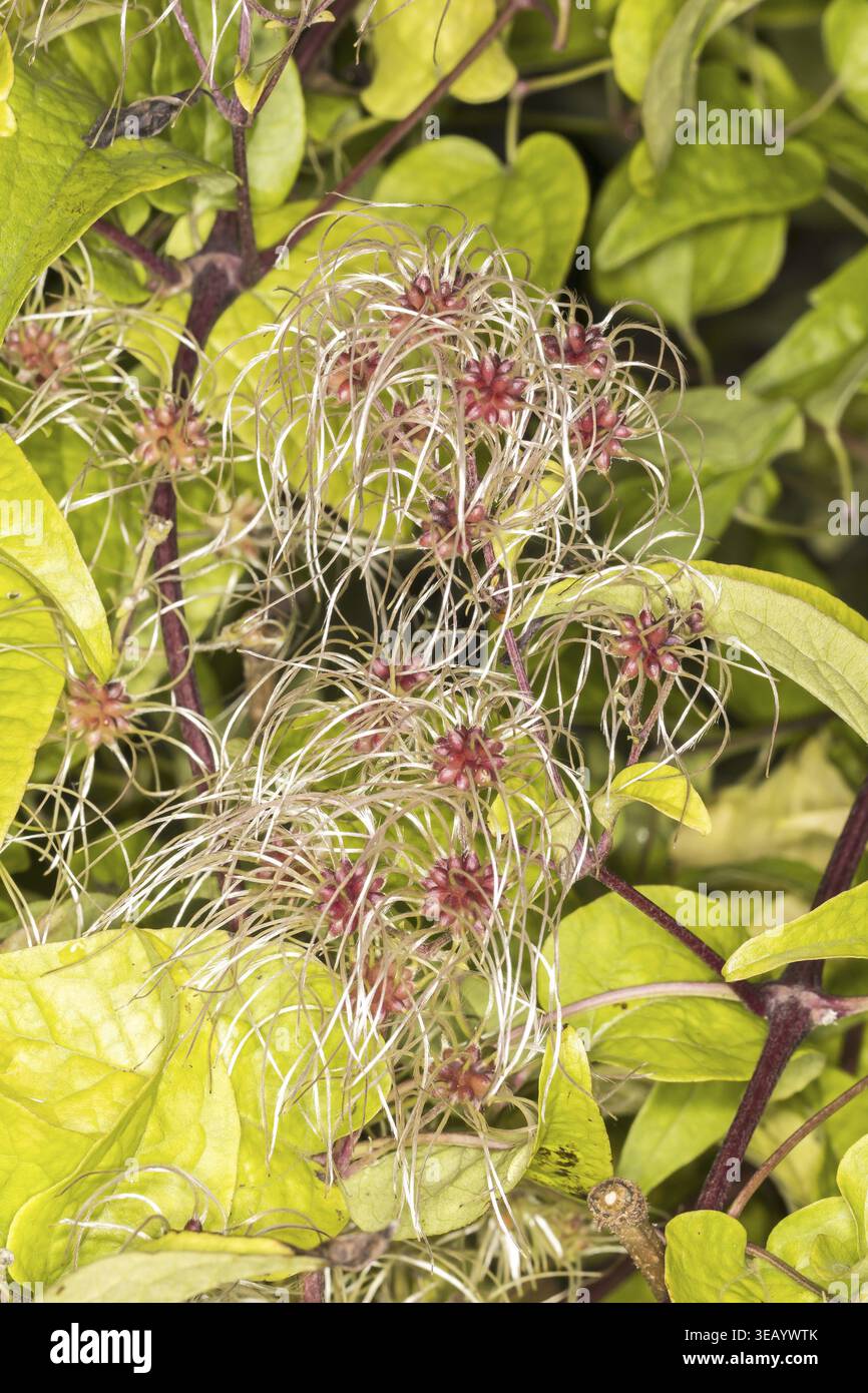 Clematis vitalba, clématite commune - Clematis vitalba, Barbe du vieil homme, joie du voyageur Banque D'Images