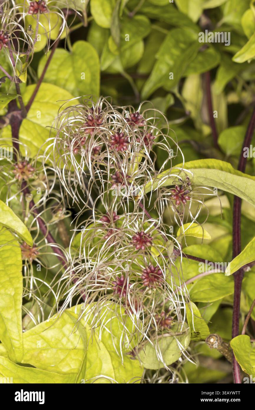 Clematis vitalba, Clematis vitalba, la barbe du vieil homme, la joie des voyageurs Banque D'Images