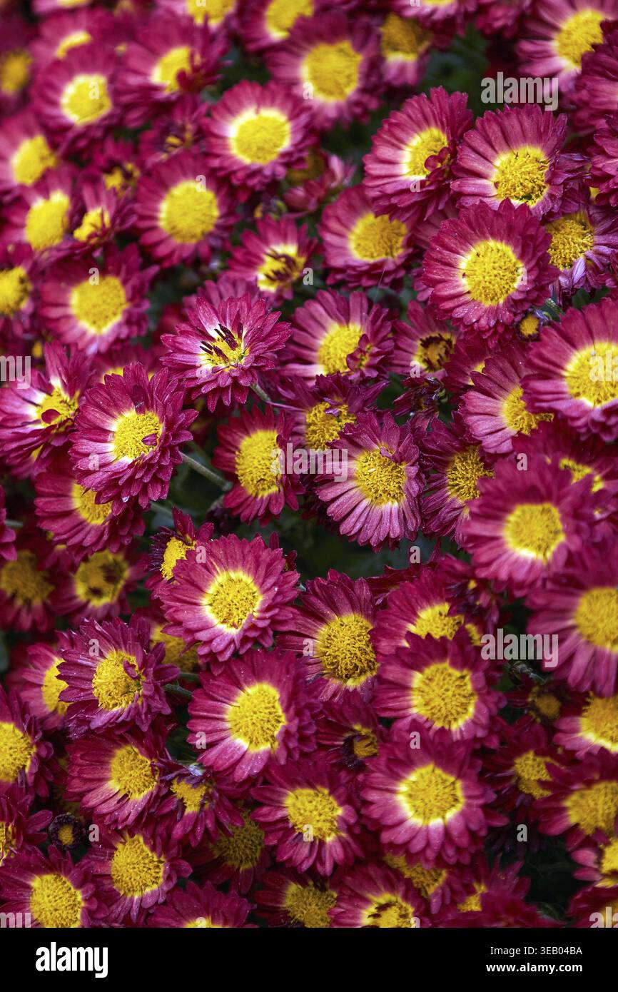 Fleurs rouges de Chrysanthemum morifolium fleurissant avec des centres jaunes. Beau motif floral pour carte de voeux et décoration saisonnière Banque D'Images