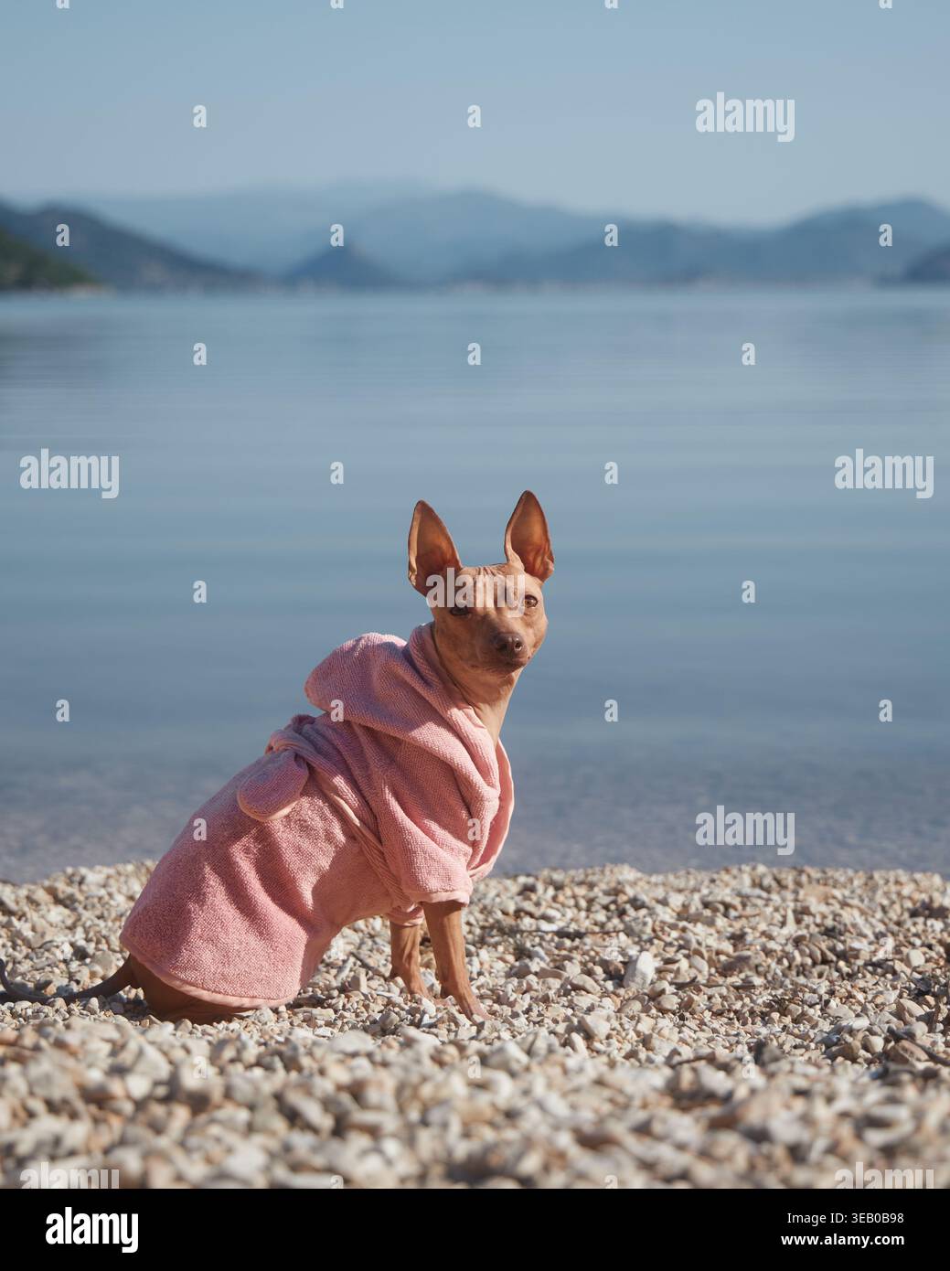 Un terrier sans cheveux américain est habillé d'une veste rose tout en se tenant debout sur des cailloux au bord de l'eau. Le lac et le paysage lointain encadrent le moment calme Banque D'Images