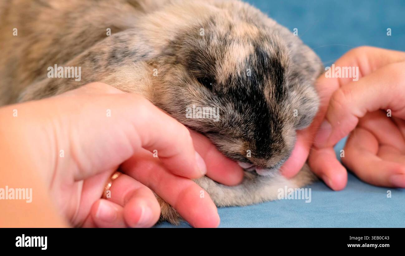 Un petit lapin interagit de manière ludique avec une main, tenant un doigt avec ses pattes dans un cadre intérieur confortable. La scène reflète la confiance, le jeu doux, et Banque D'Images