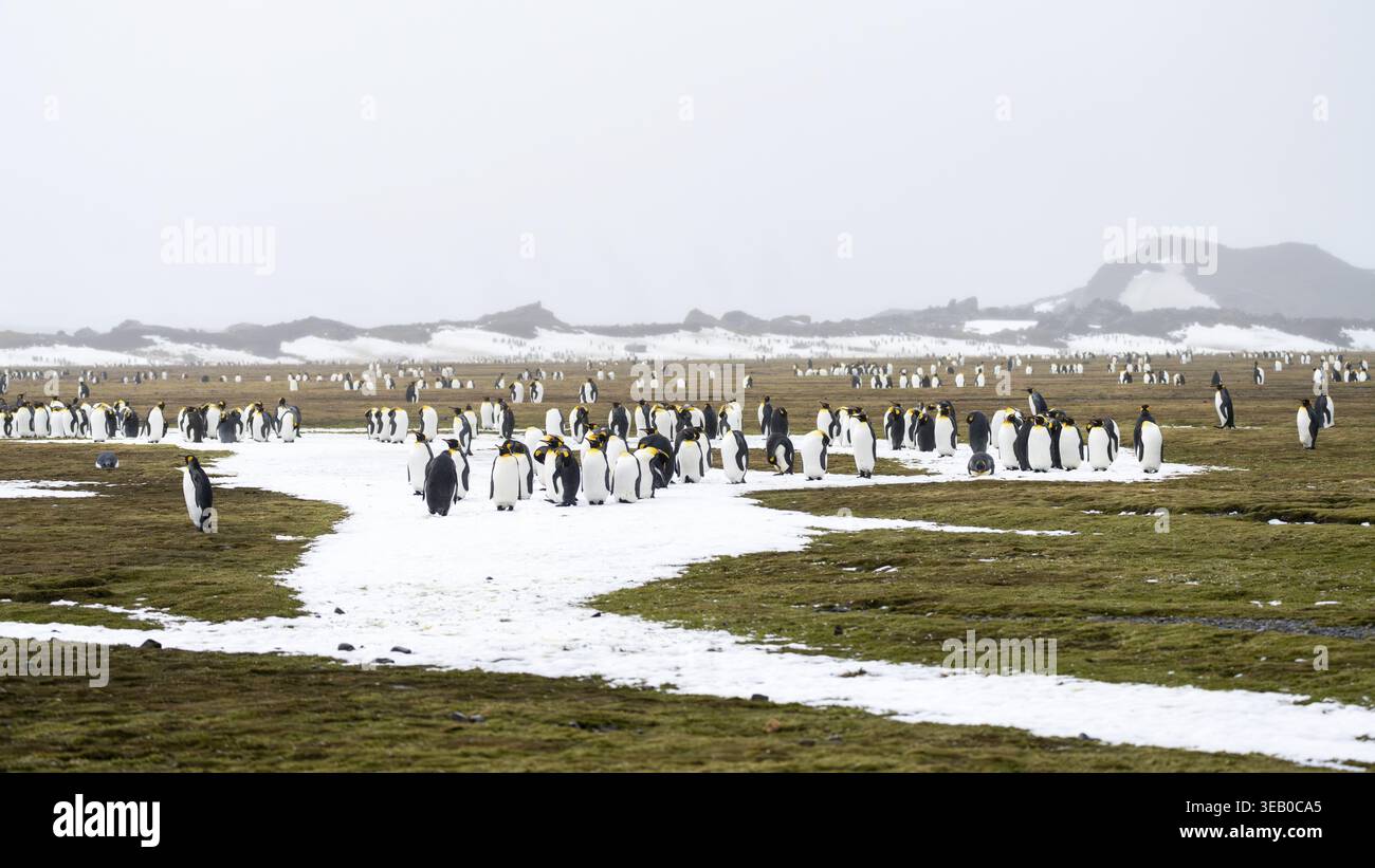 Manchots royaux (Aptenodytes patagonicus), colonie sur une zone herbeuse avec des restes de neige par temps brumeux, plaine de Salisbury, Géorgie du Sud Banque D'Images