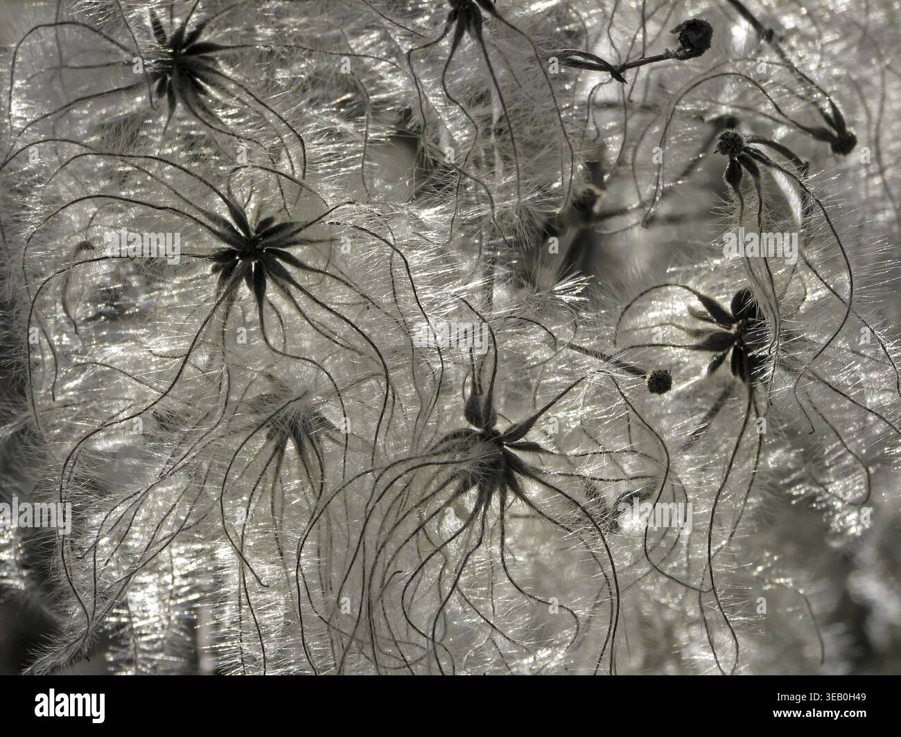 Clematis vitalba, clématites (grappes de fruits) Banque D'Images