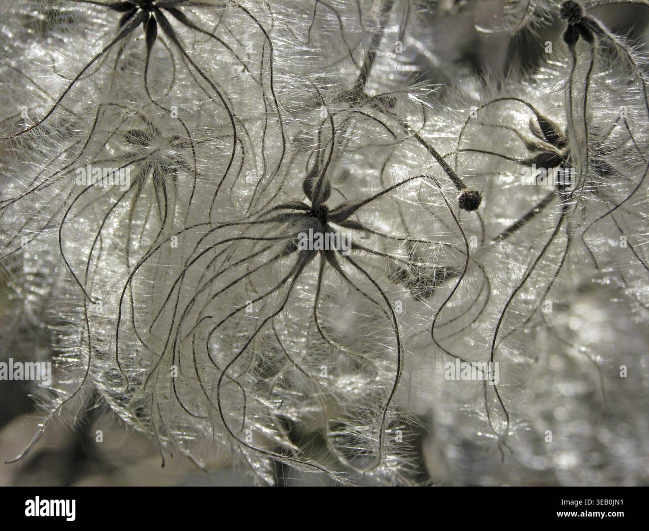 Clematis vitalba, clématites (grappes de fruits) Banque D'Images