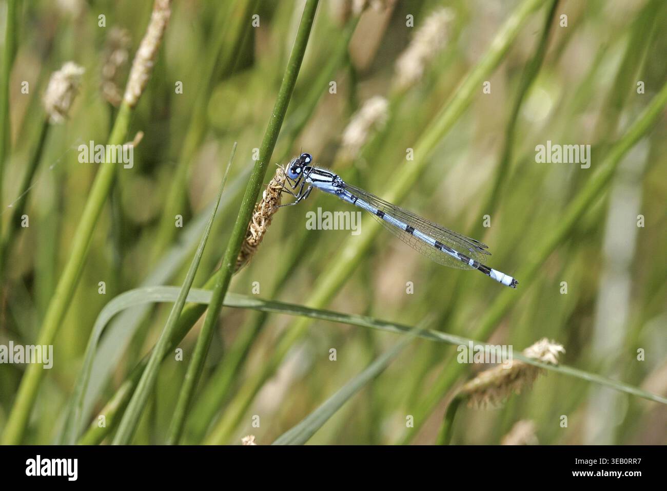 Ennalagma cyathigerum, mug Azur bonne Banque D'Images