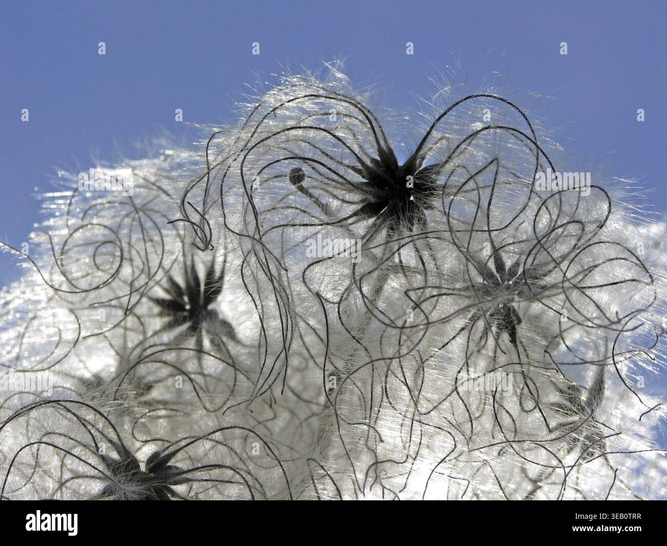 Clematis vitalba, clématites (grappes de fruits) Banque D'Images