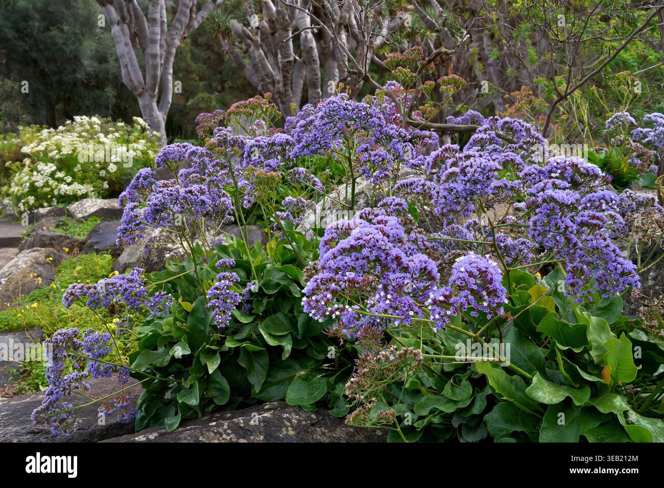 Lavande de mer de Perez (Limonium perezii) grandes plantes avec beaucoup de fleurs dans un parc Banque D'Images